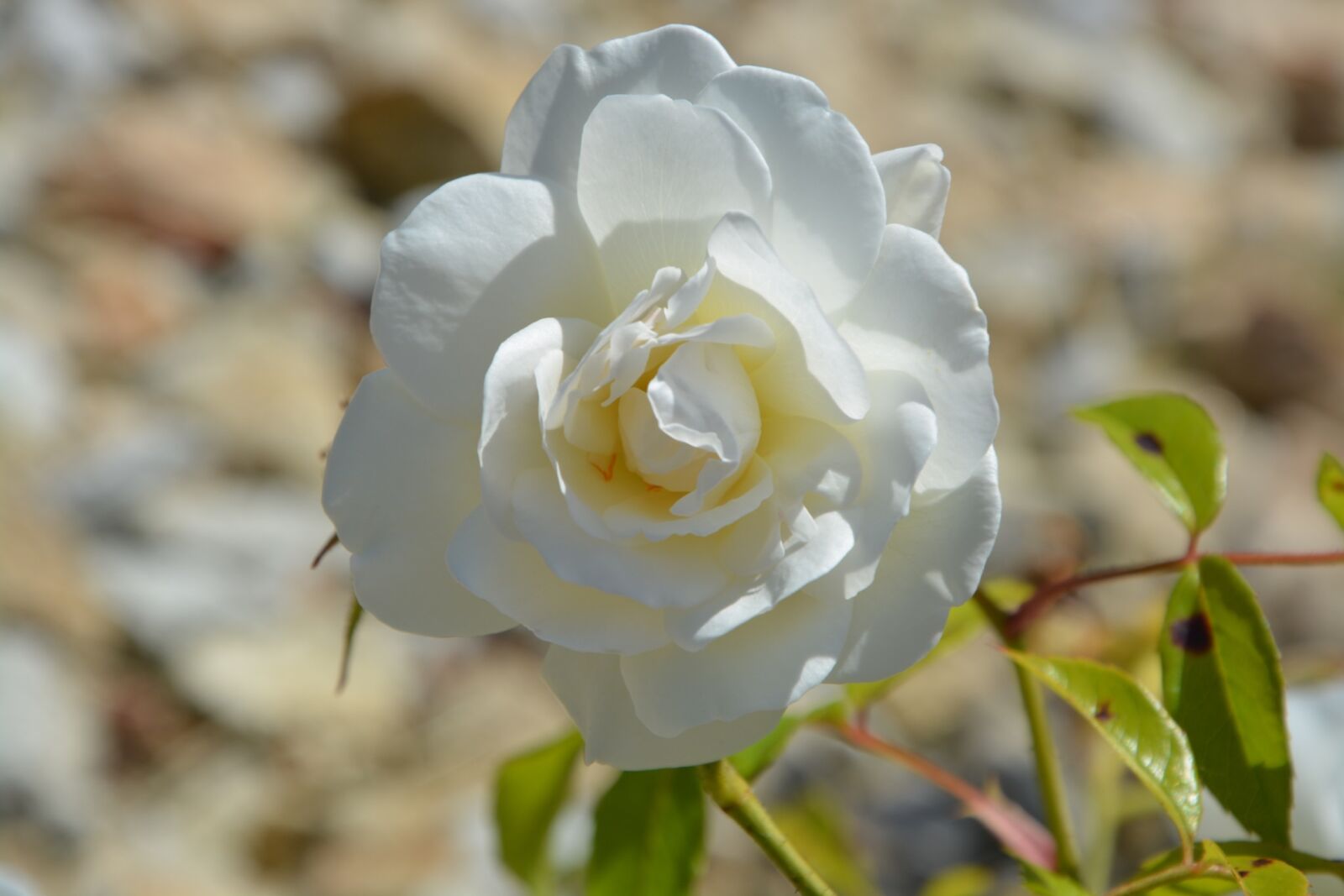 Nikon D5200 sample photo. Pink, white, rosebush photography