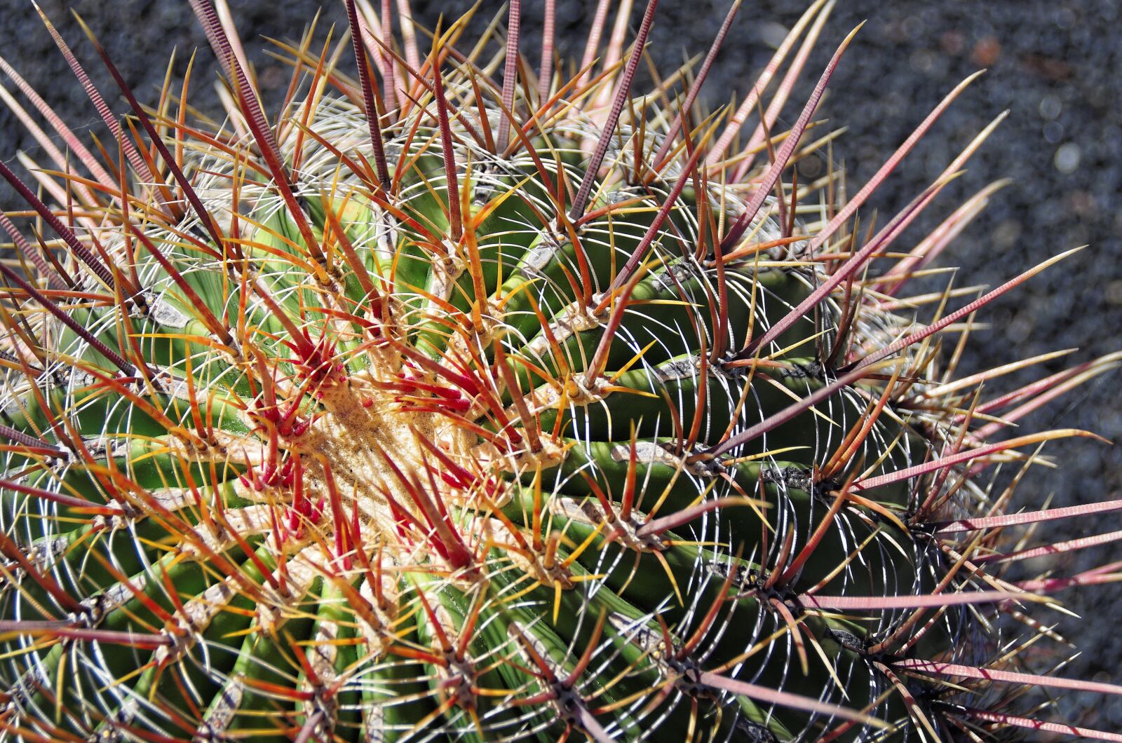 Pentax K-5 sample photo. Lanzarote, cactus, thorns photography