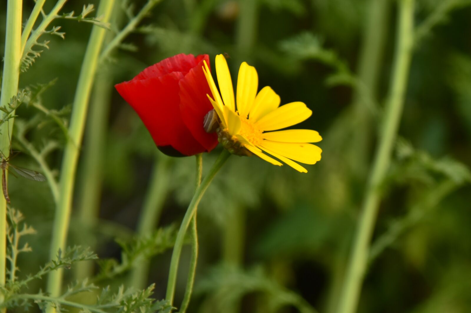 Nikon D750 sample photo. Red, yellow, coop photography