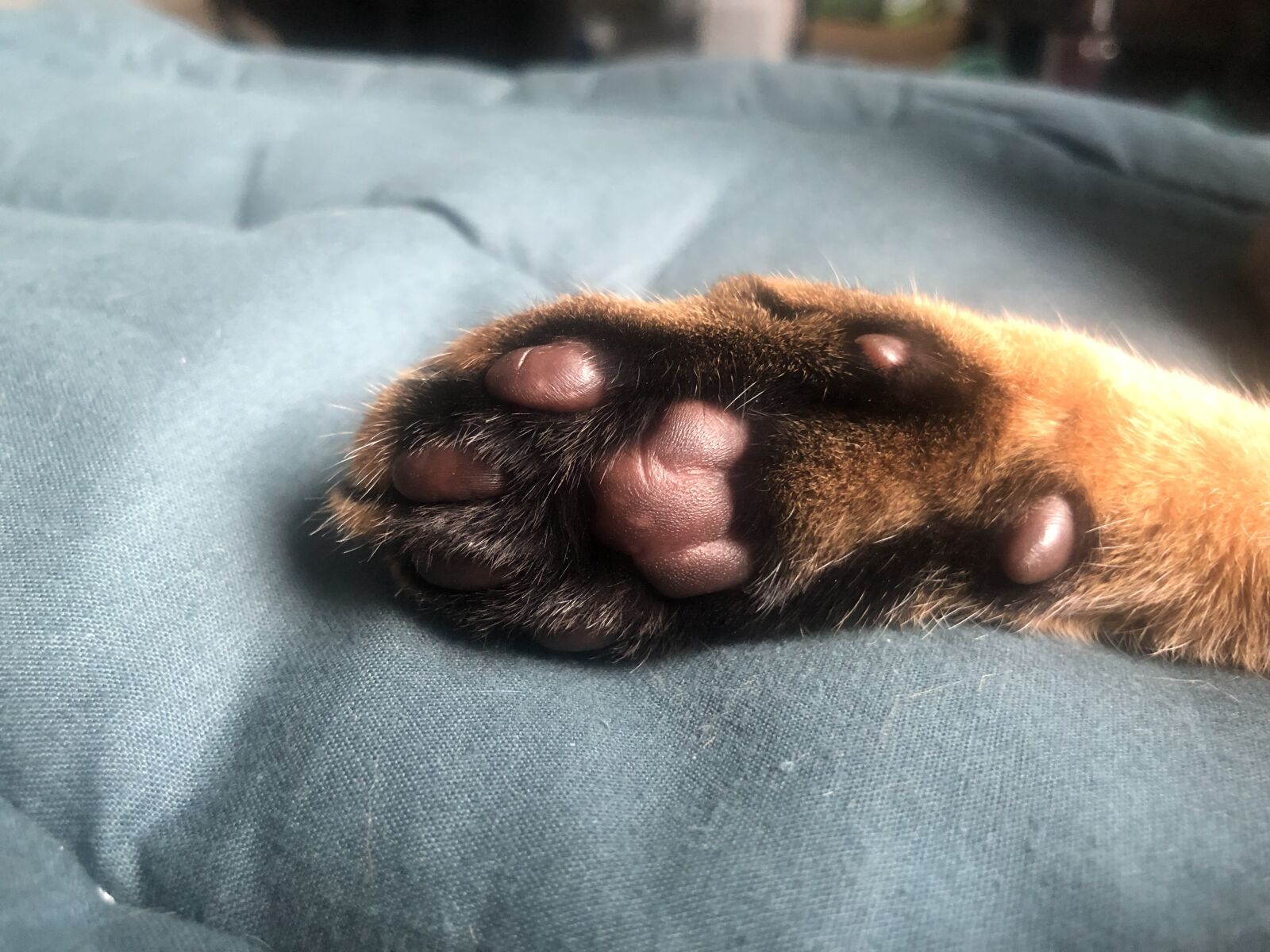 iPhone 8 Plus back dual camera 3.99mm f/1.8 sample photo. Cat, cat hair floor photography