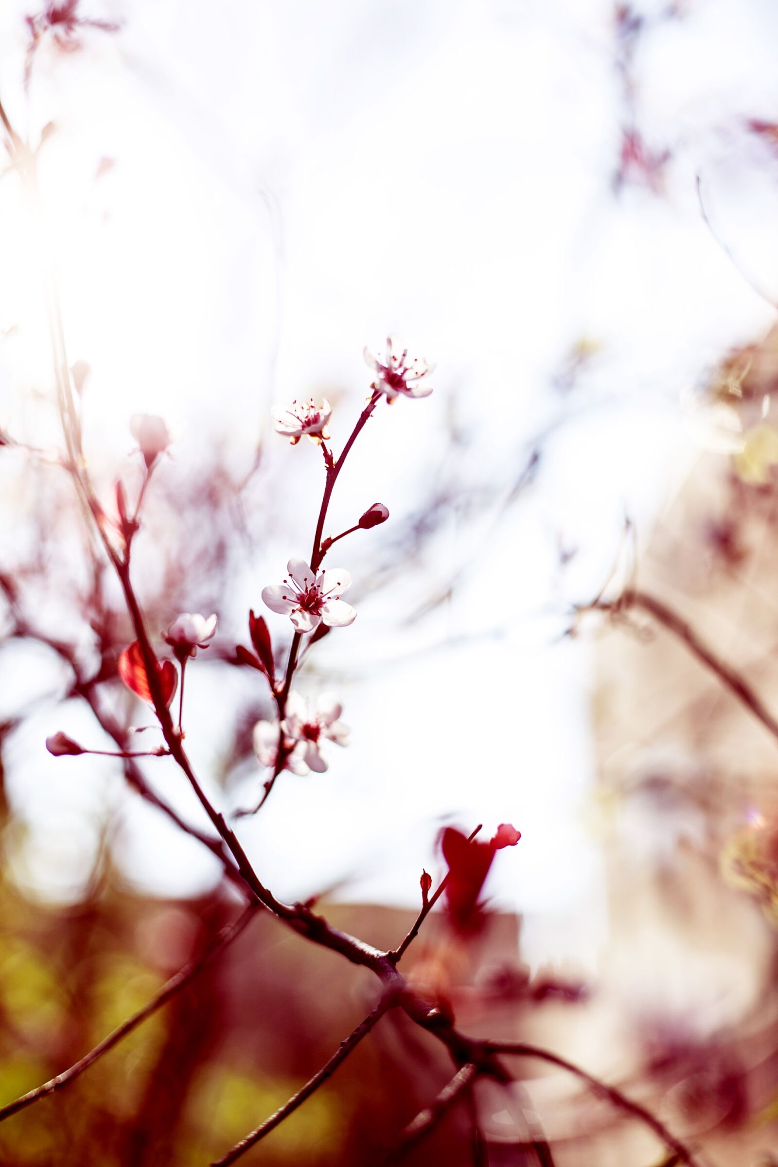 Canon EF 50mm F1.8 II sample photo. Bloom, blossom, branches photography
