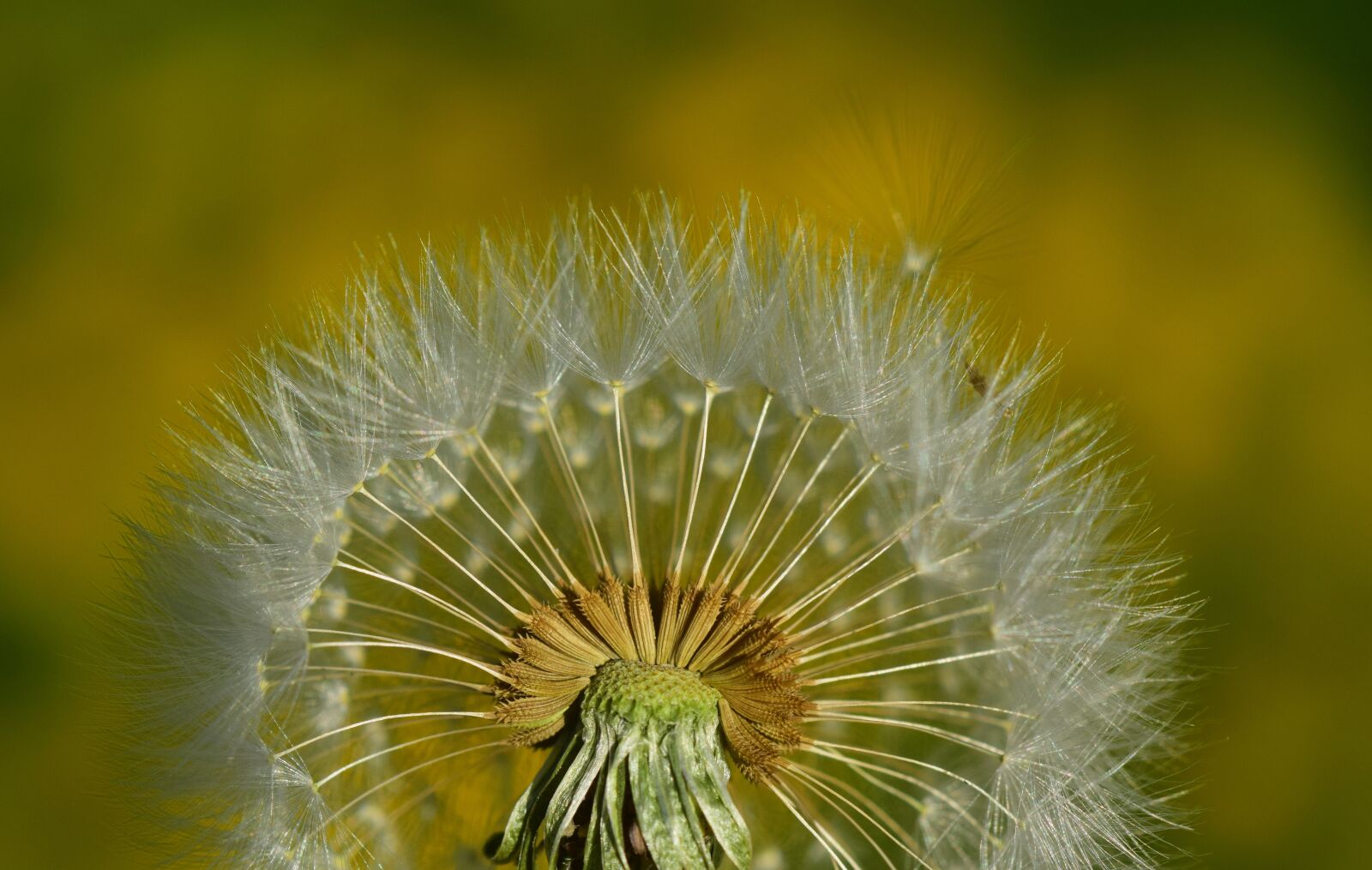 Nikon D3300 sample photo. Nature, dandelion, summer photography