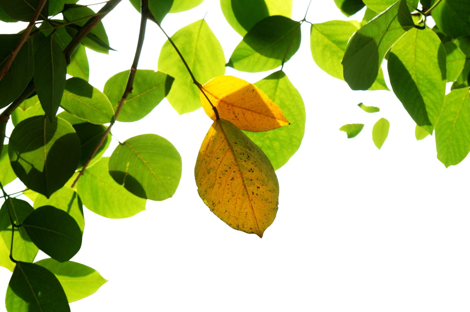 Sony Alpha NEX-F3 + Sony E 18-55mm F3.5-5.6 OSS sample photo. Natural, green leaf, yellow photography