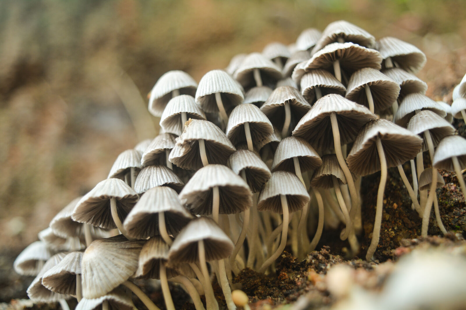 Nikon D5200 sample photo. Closeup, photo, of, white photography
