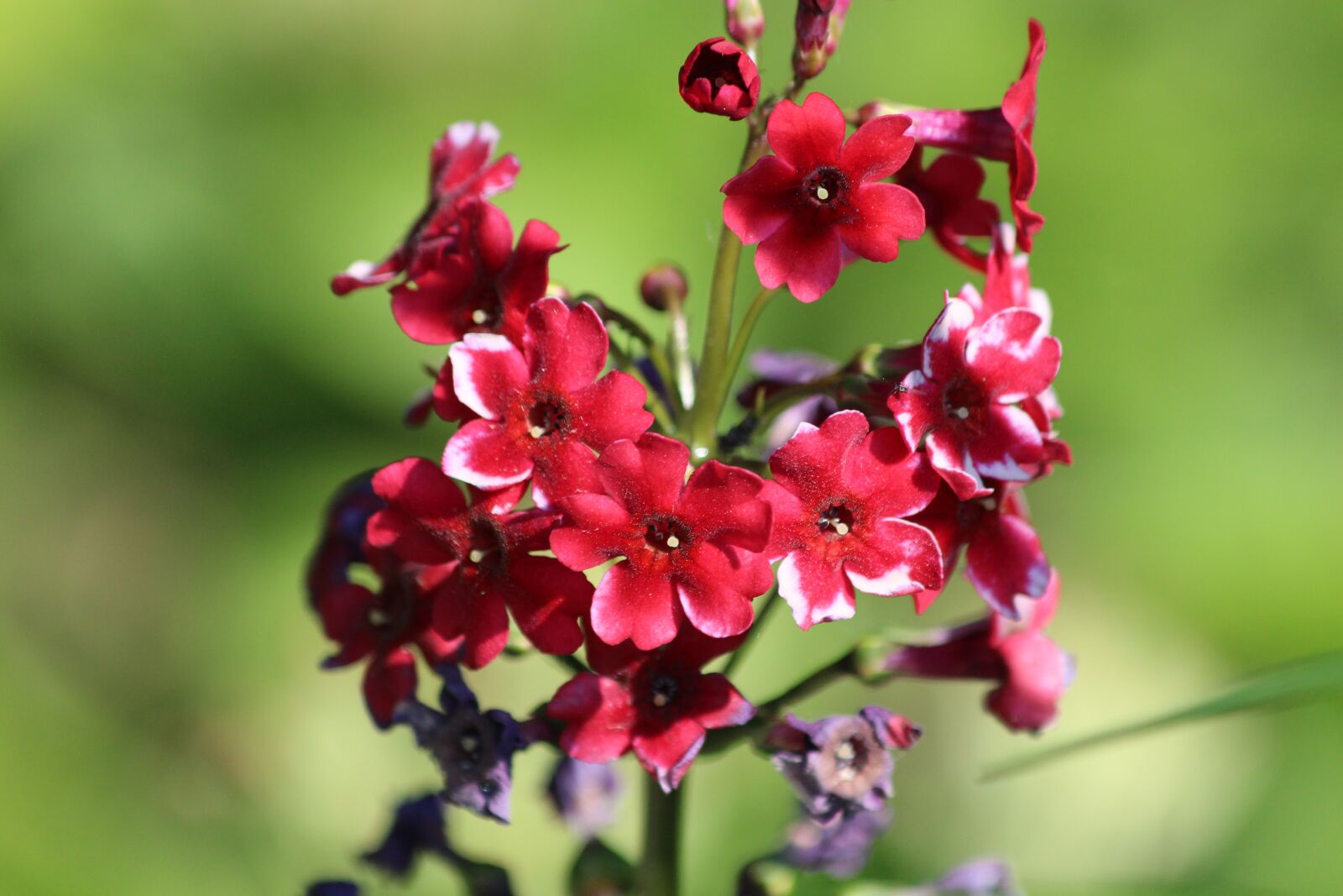 Canon EOS 650D (EOS Rebel T4i / EOS Kiss X6i) sample photo. Flower, phlox, red flowers photography
