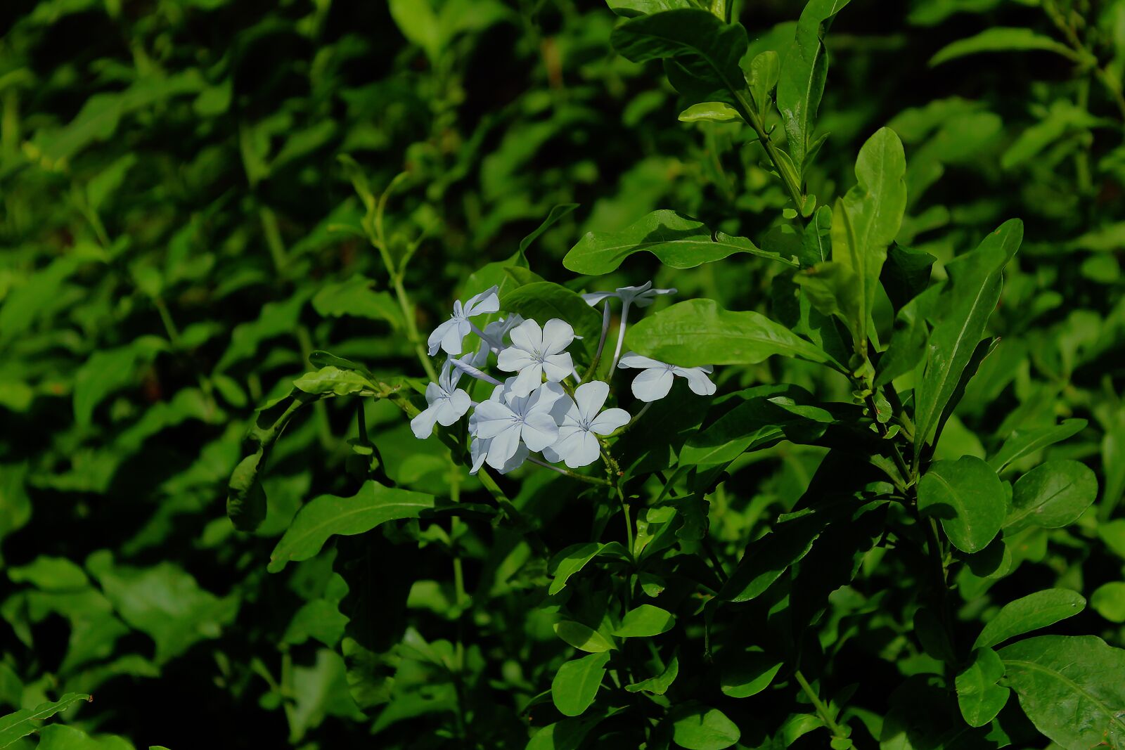 Canon EOS 1300D (EOS Rebel T6 / EOS Kiss X80) + Canon EF-S 18-55mm F3.5-5.6 IS II sample photo. Jasmine flowers natural, jasmine photography