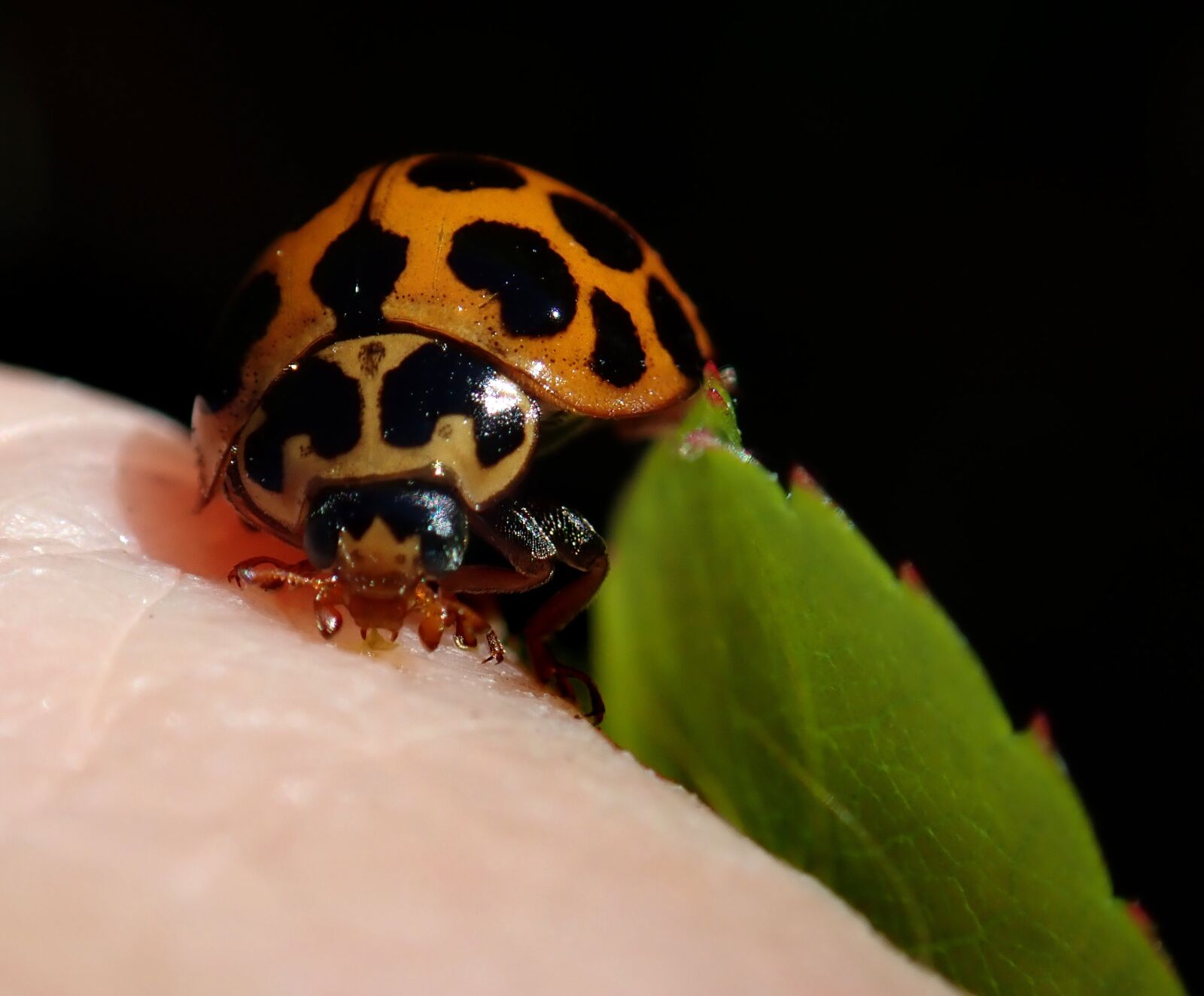 Olympus TG-5 sample photo. Ladybird, insect, nature photography