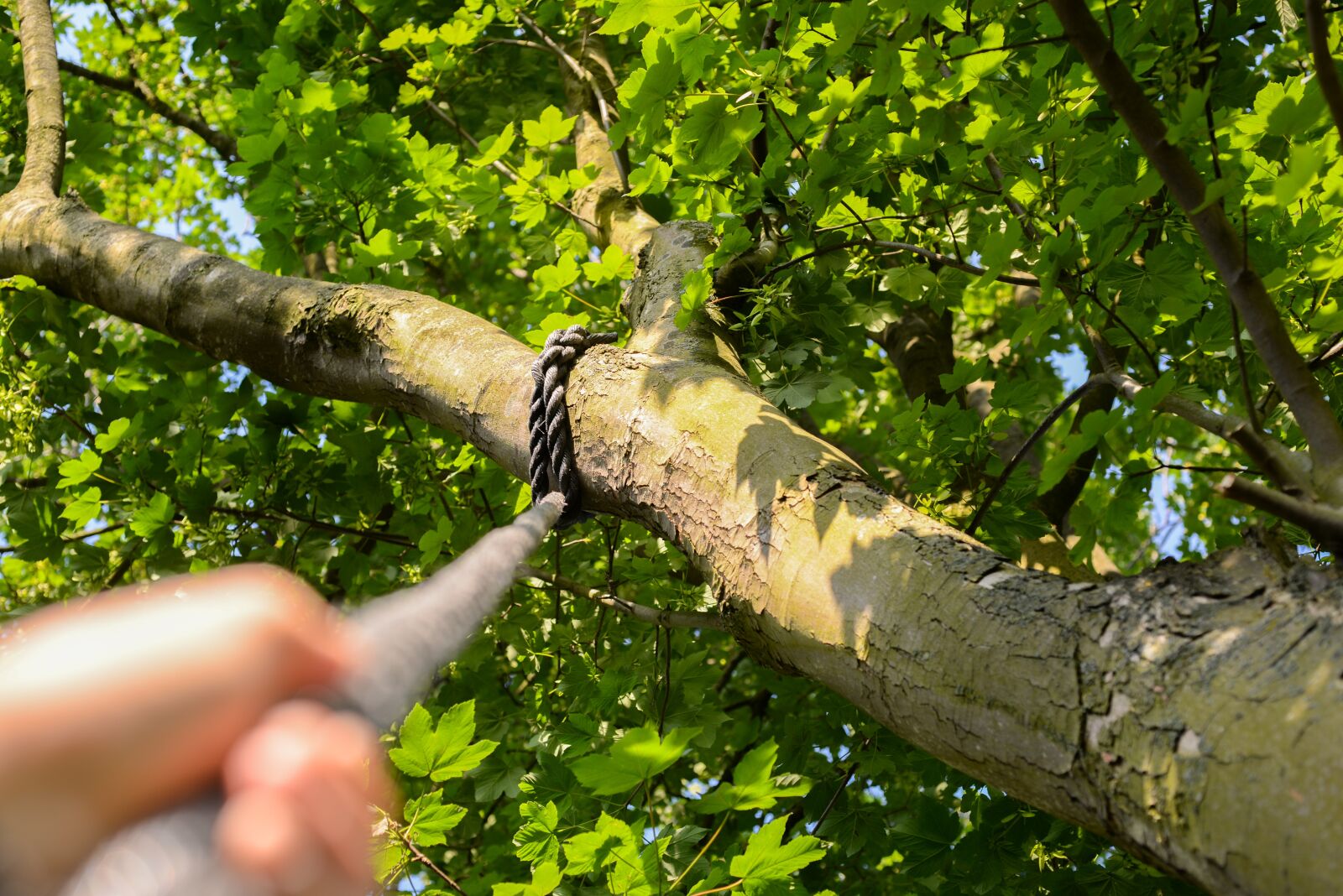 Nikon D610 sample photo. Climbing, rope, tree photography