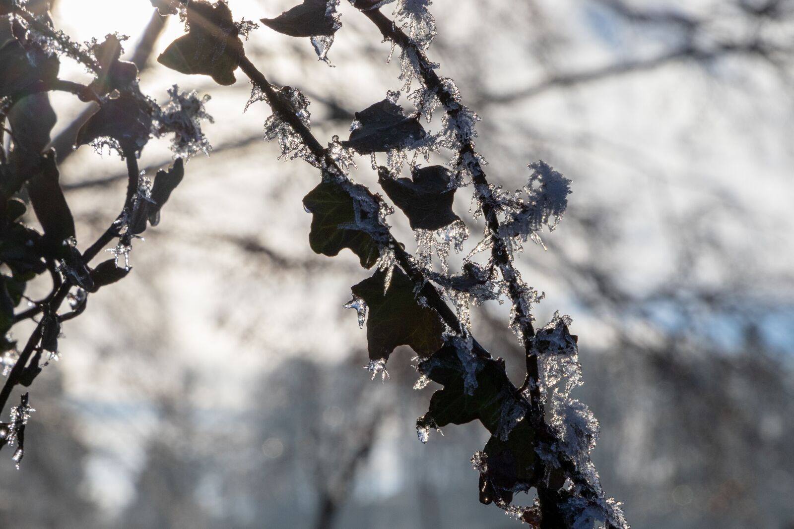 Canon EOS 6D Mark II sample photo. Leaves, ice, frost photography