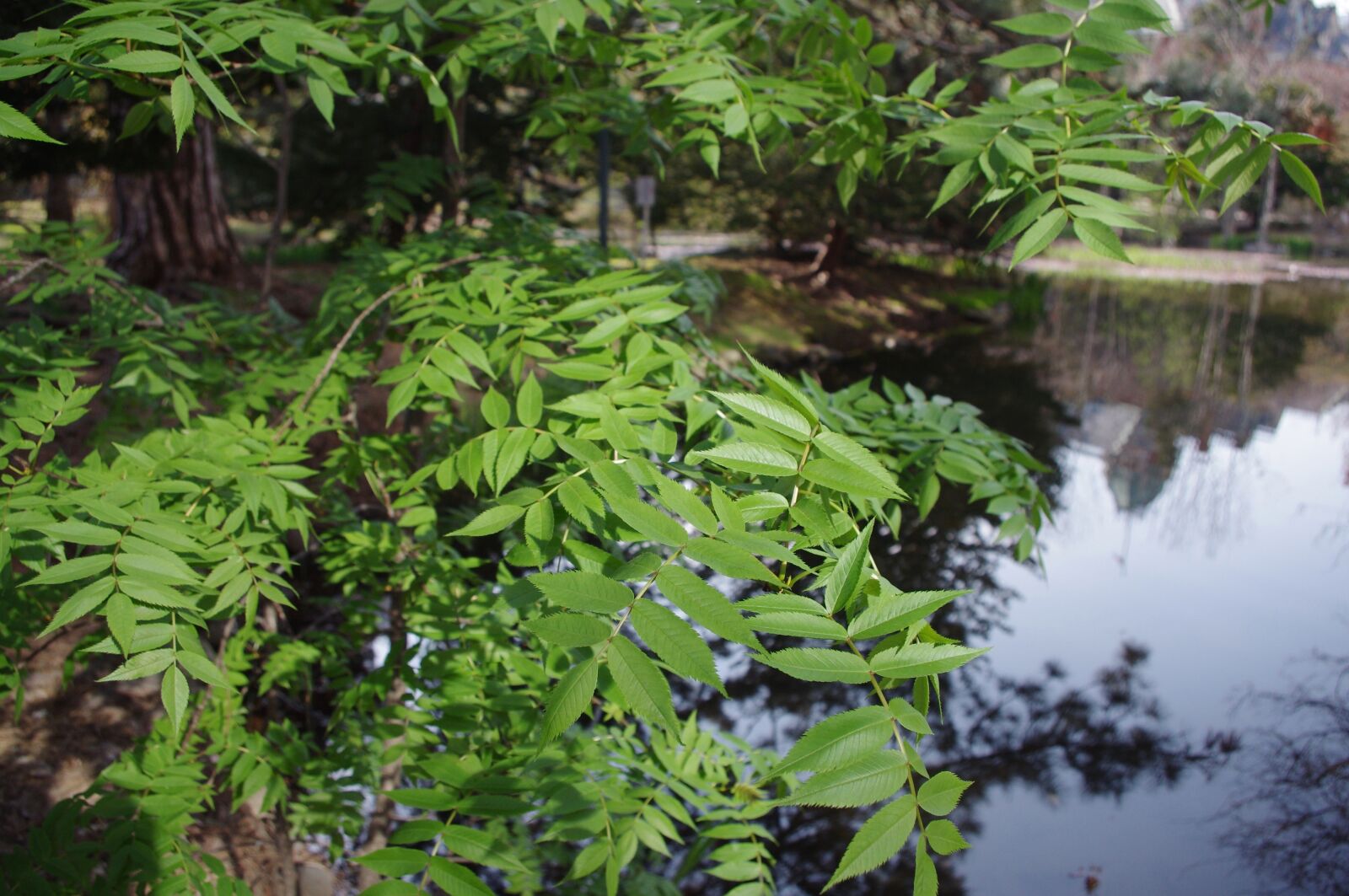 Pentax K-r sample photo. Leaves, green, waterside photography