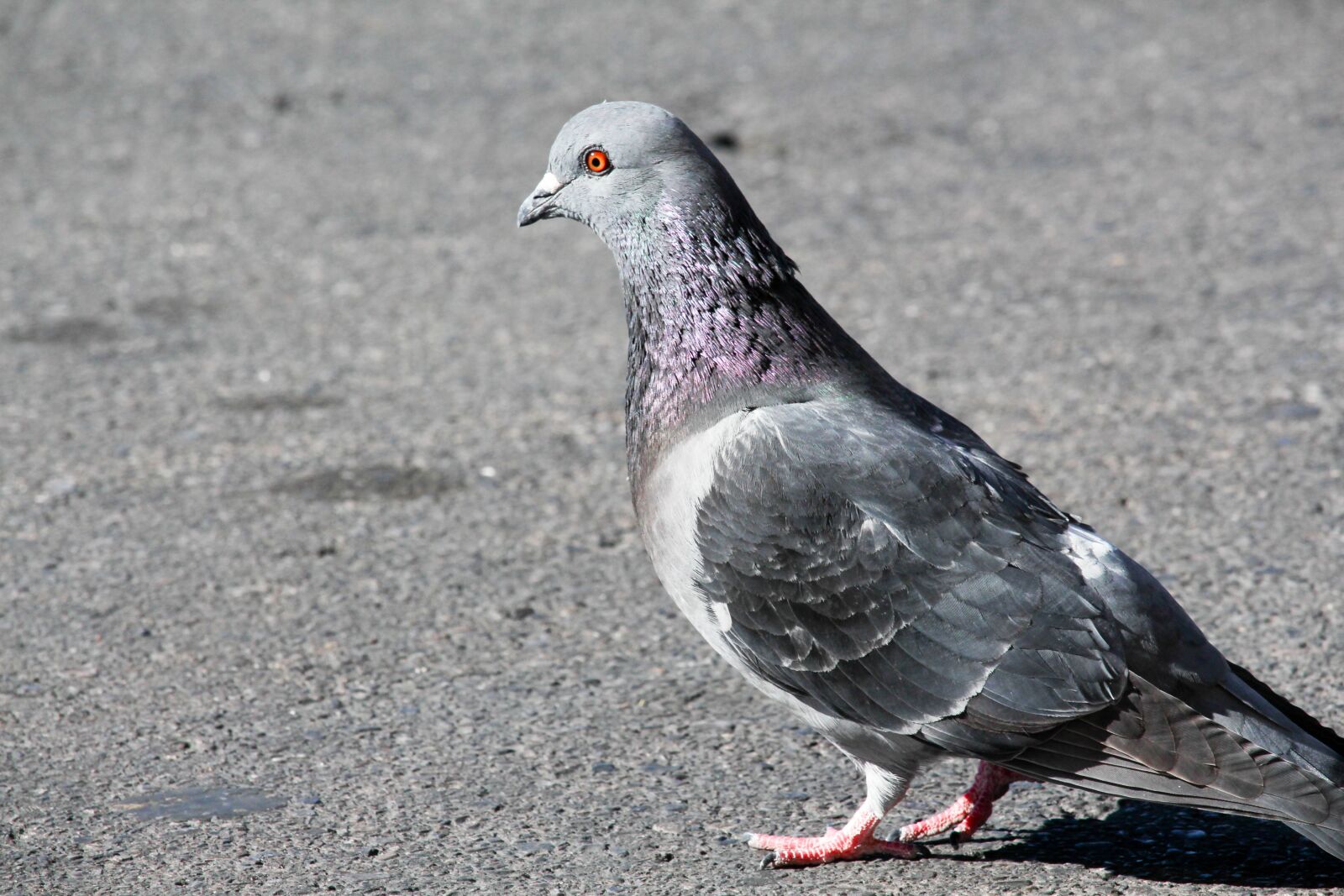 Canon EOS 700D (EOS Rebel T5i / EOS Kiss X7i) sample photo. Red eye, bird, pigeon photography