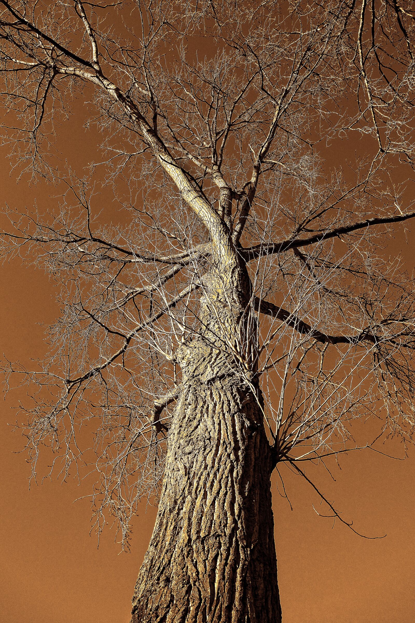 Sony Cyber-shot DSC-RX100 sample photo. Tree, trunk, branch photography
