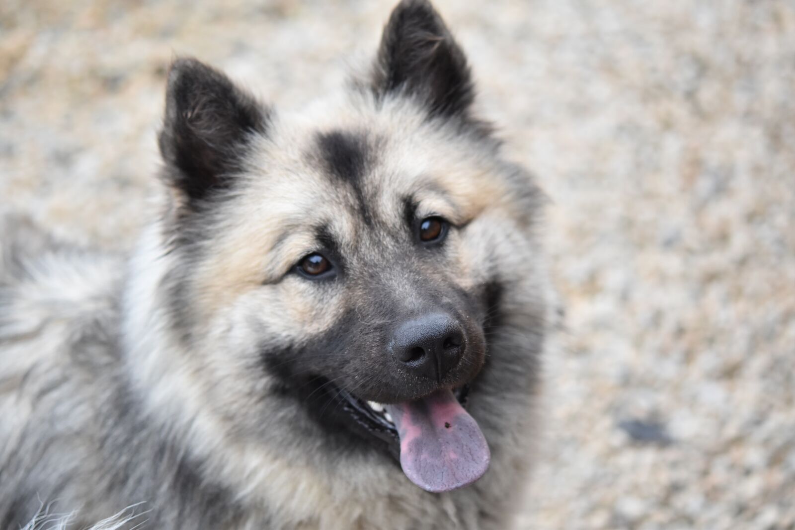 Nikon D5600 sample photo. Dog eurasier, portrait dog photography