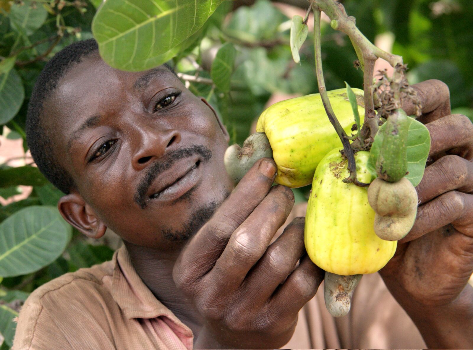Canon EOS-1Ds Mark II sample photo. Farmer, inspecting, cashew, fruit photography