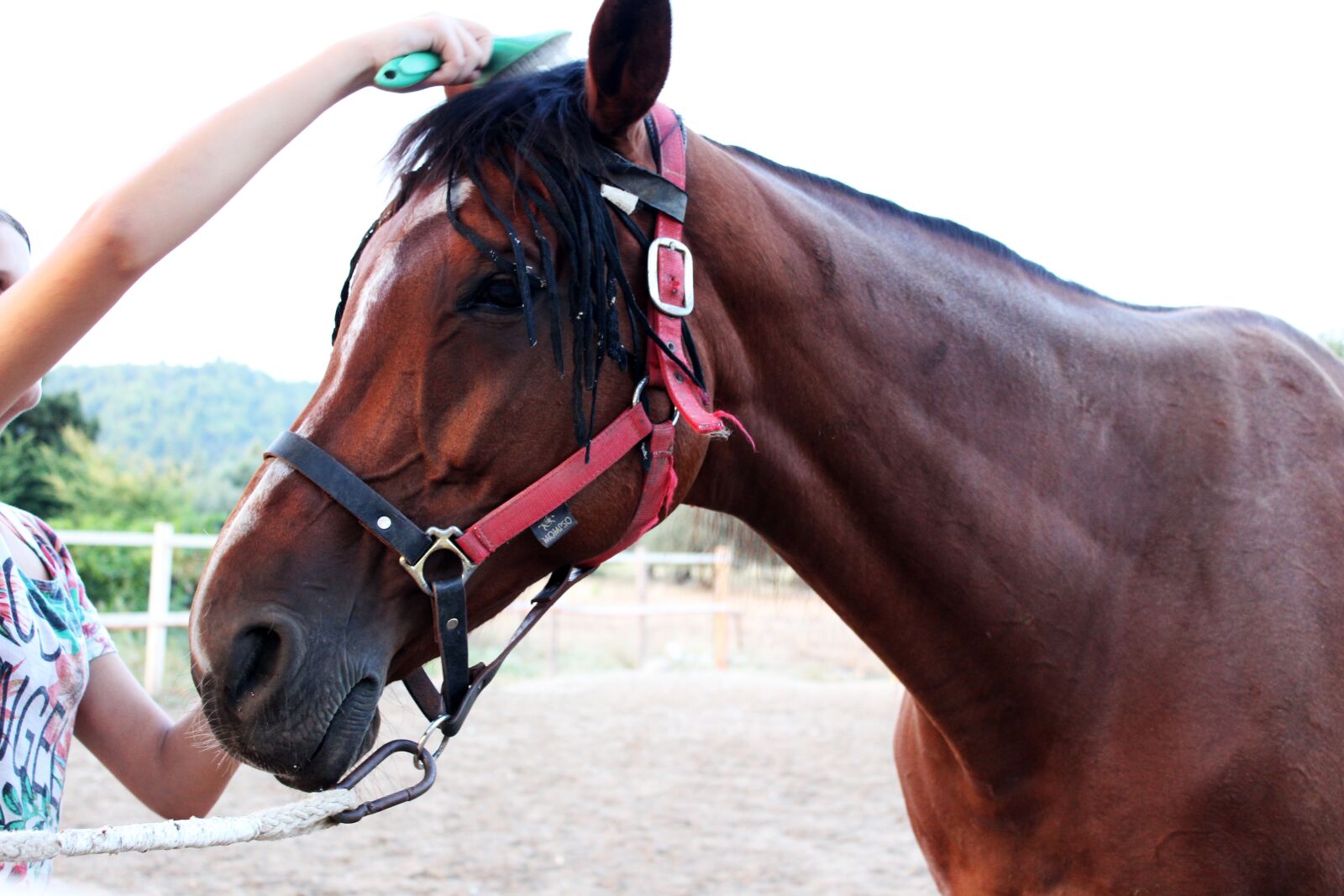 Canon EOS 600D (Rebel EOS T3i / EOS Kiss X5) sample photo. Horse, trim, comb horse photography