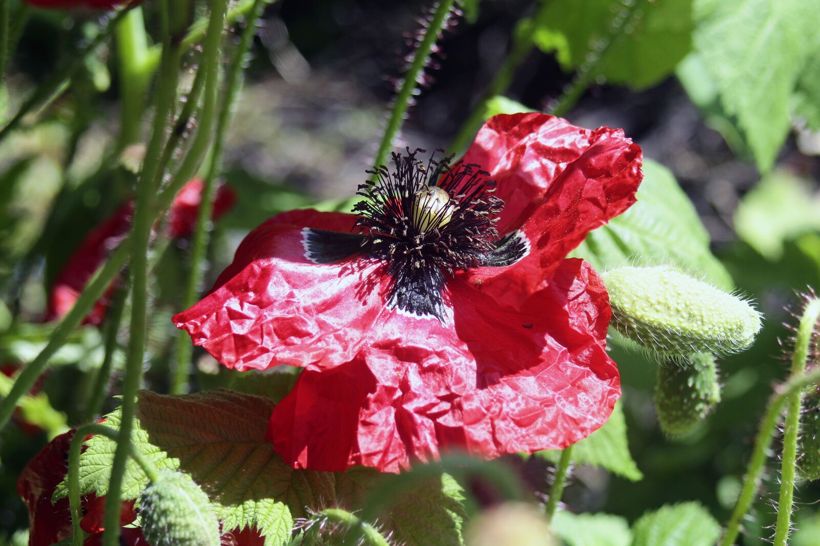 EF35-80mm f/4-5.6 sample photo. Poppy, faded, klatschmohn photography