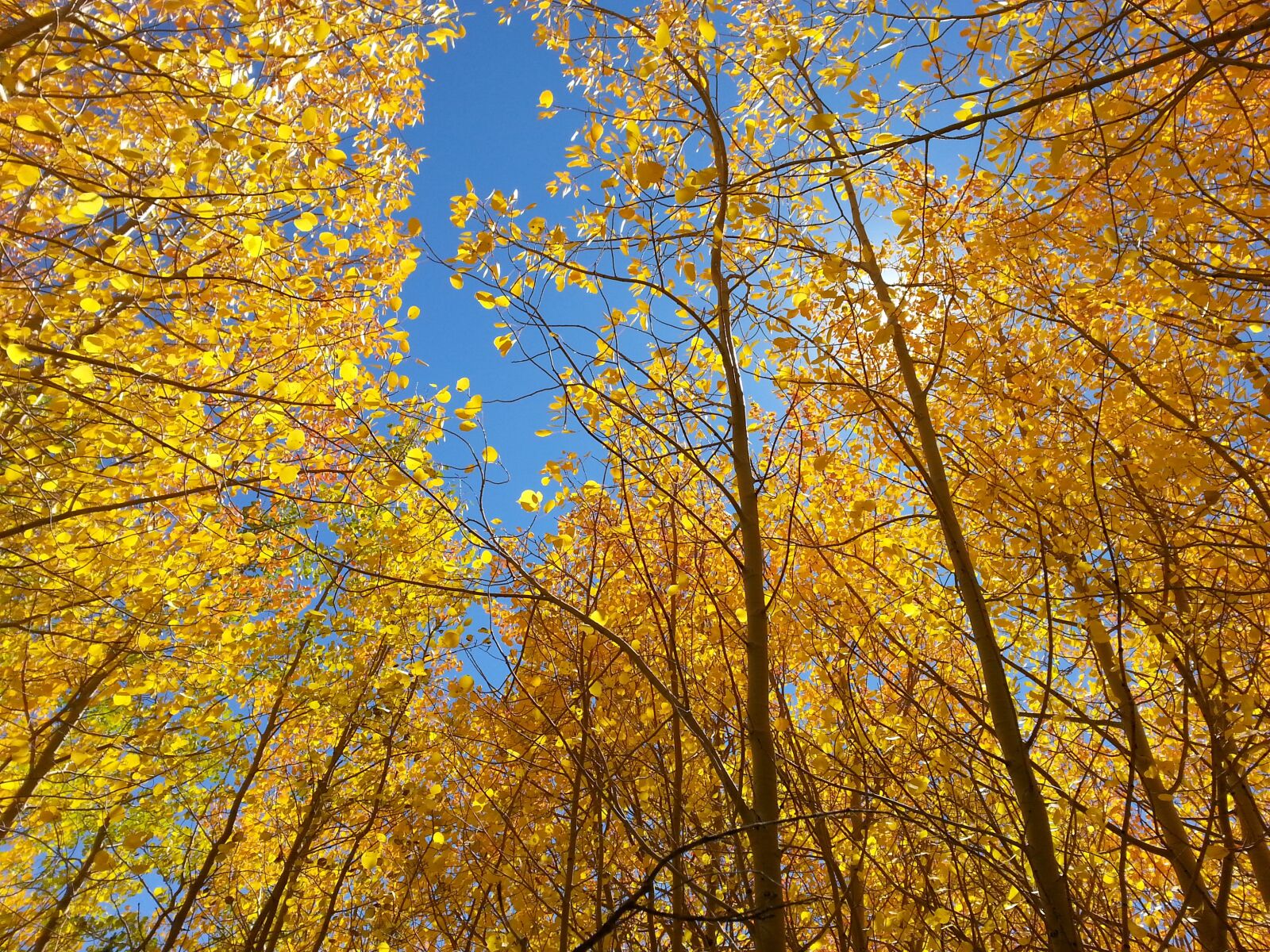Samsung Galaxy S3 sample photo. Fall, aspen, blue sky photography