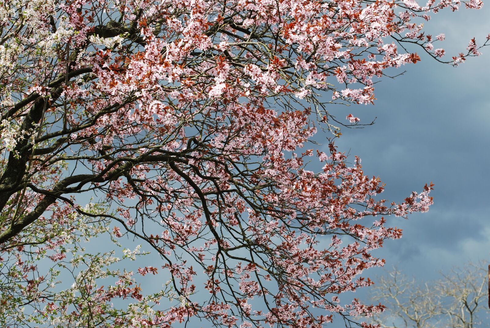 Nikon D60 sample photo. Cherry, blossom, cherry blossom photography