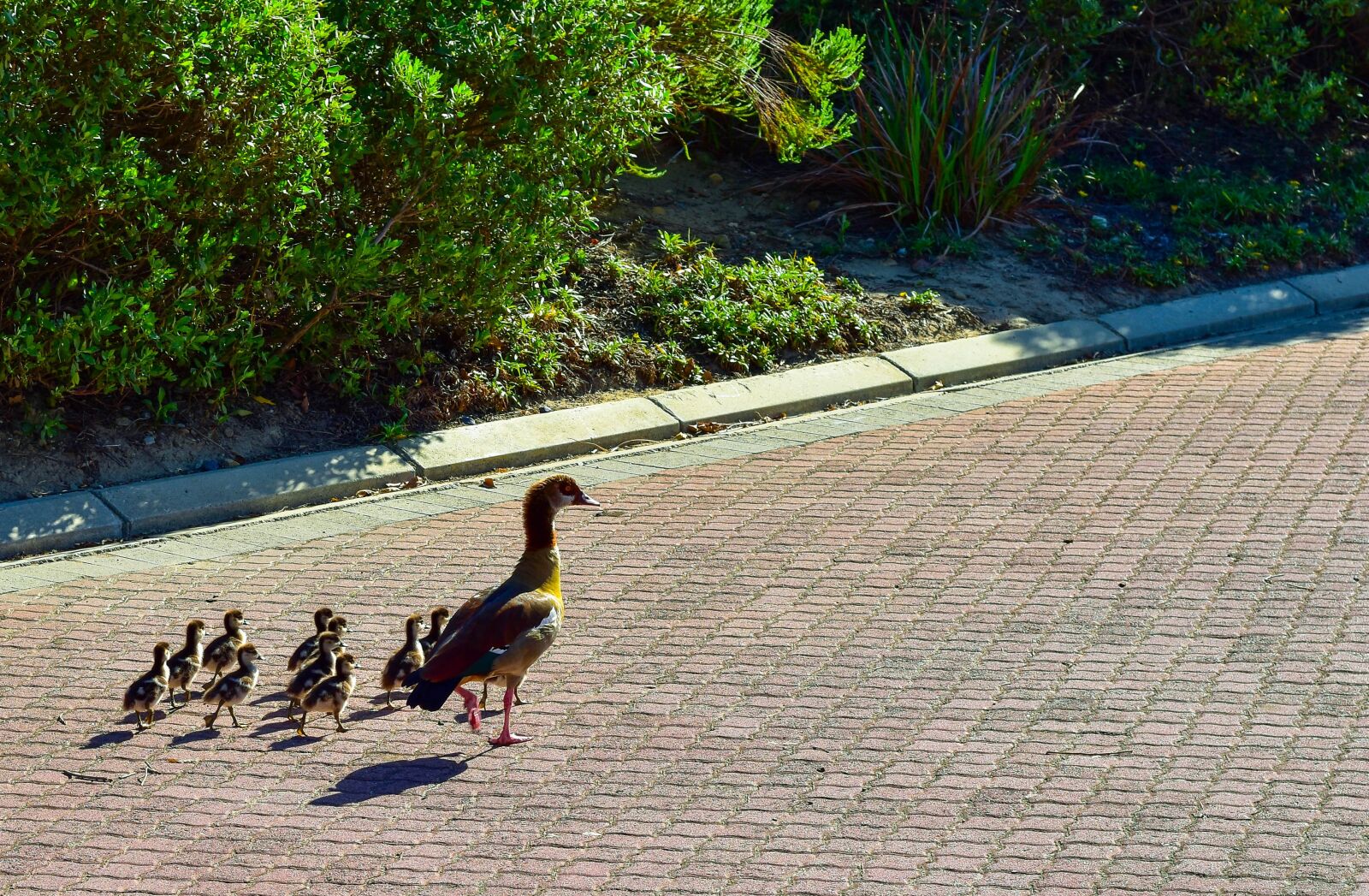 Nikon D5500 sample photo. Egyptian goose, goslings, family photography