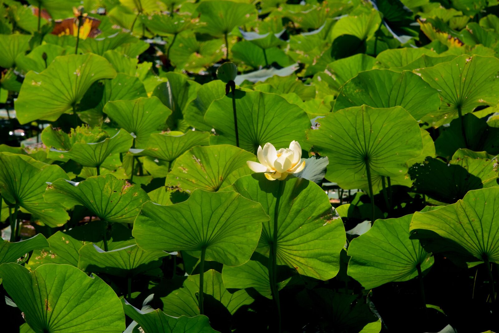 Nikon D3300 sample photo. Water lilly, lake, water photography