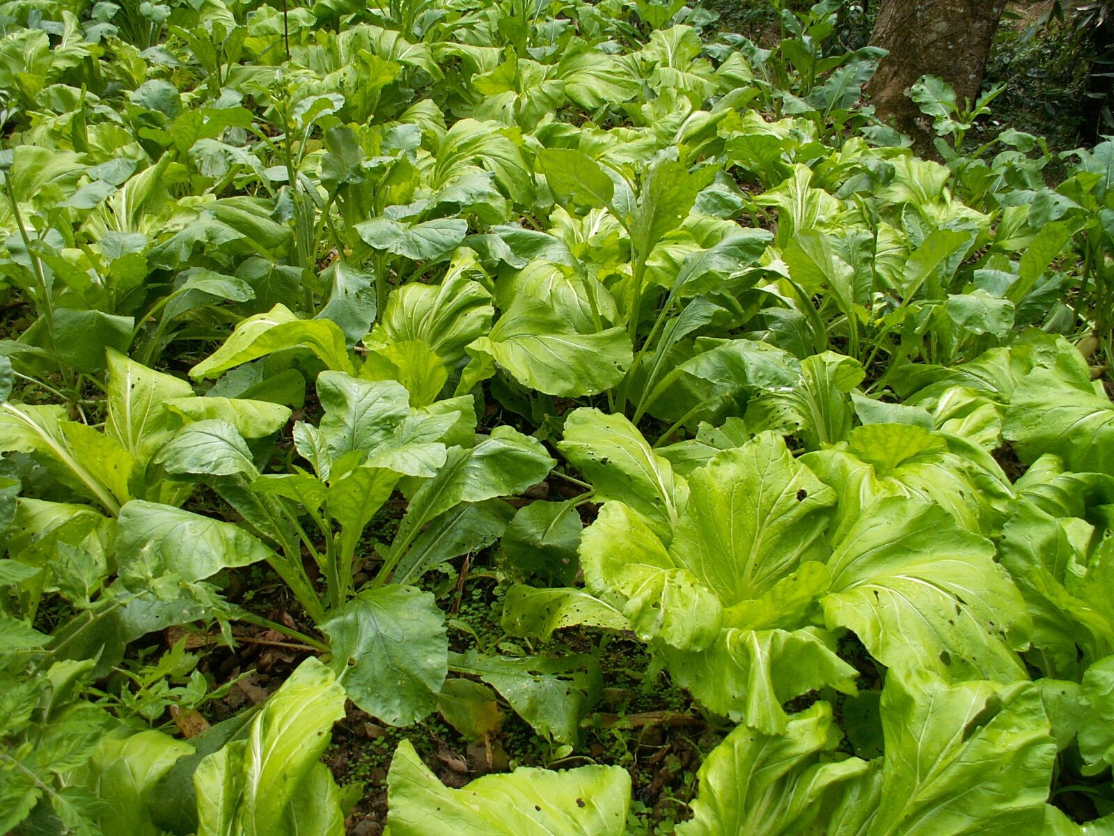 KONICA MINOLTA DiMAGE Z3 sample photo. Agriculture, leaf, plant photography