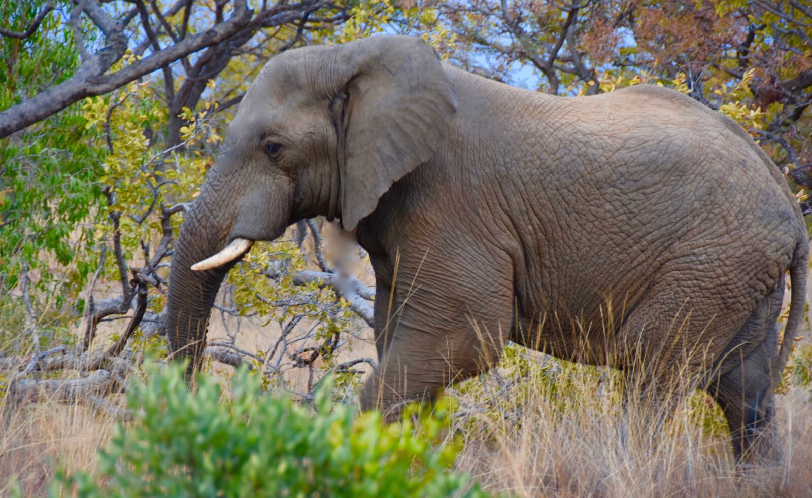 Nikon D5300 sample photo. Elephant, safari, africa photography