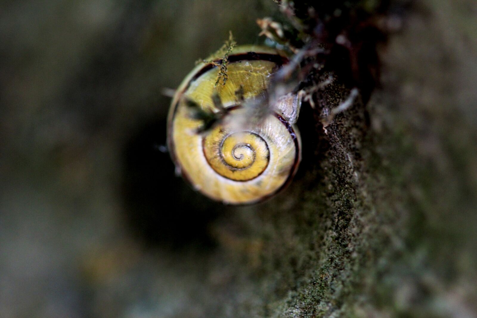 Canon EOS 600D (Rebel EOS T3i / EOS Kiss X5) + Canon EF 100mm F2.8 Macro USM sample photo. Snail, shell, nature photography