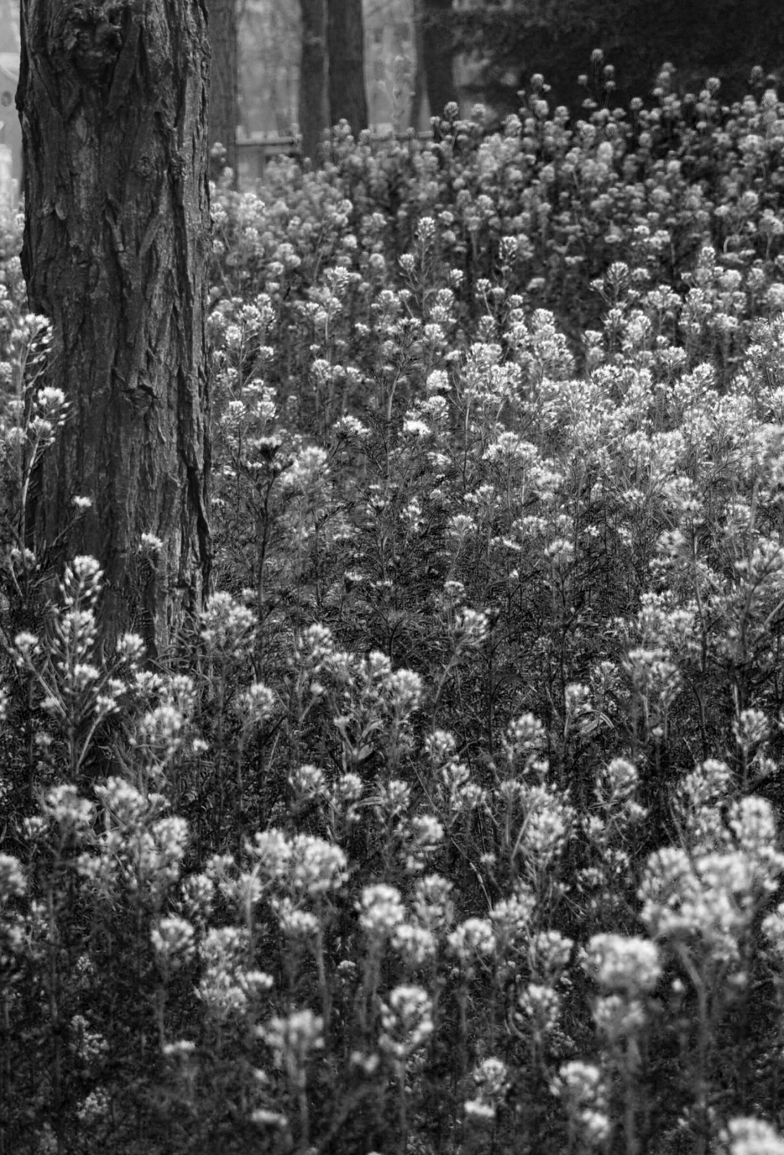 Nikon D300S sample photo. Trees, flowers, black and photography