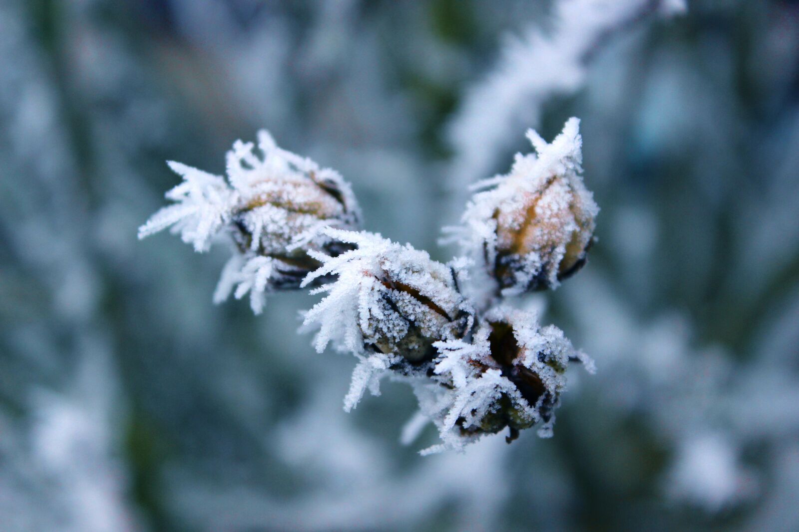 Canon EOS 600D (Rebel EOS T3i / EOS Kiss X5) sample photo. Frost, rigid, winter photography