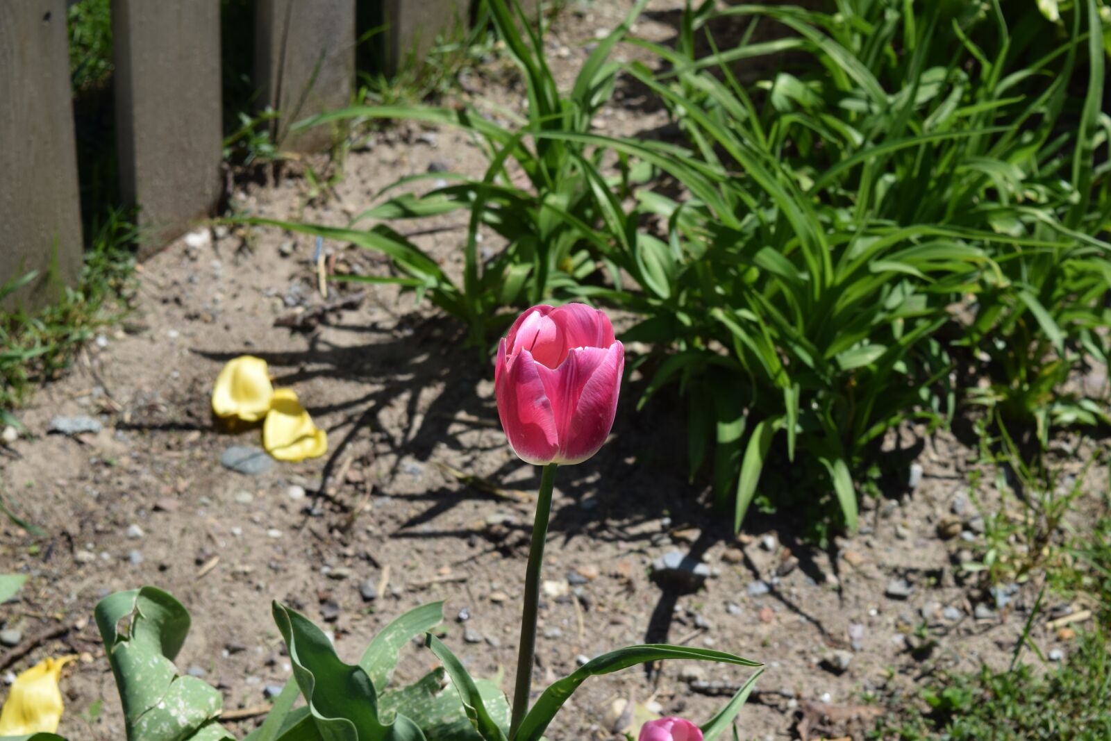 Nikon D5300 sample photo. Tulip, flower, spring photography