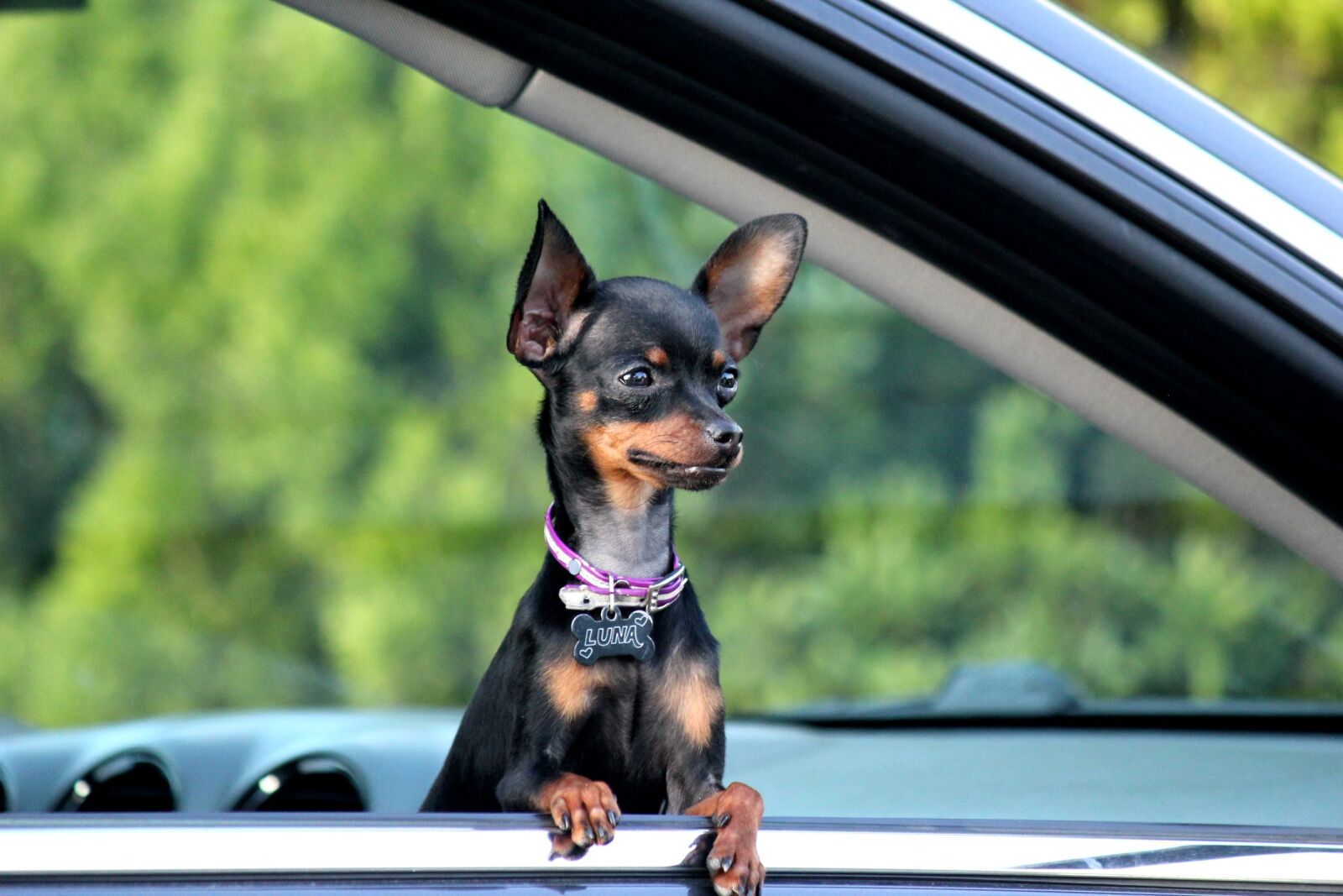 Canon EOS 550D (EOS Rebel T2i / EOS Kiss X4) sample photo. Dog, pet, animal photography