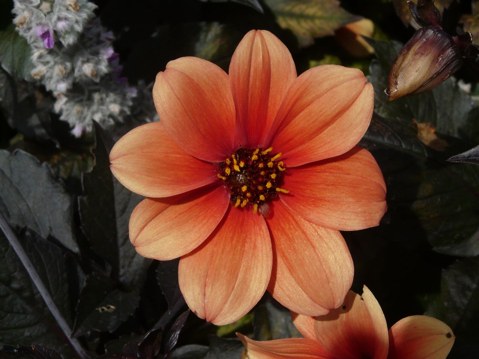Panasonic DMC-FZ18 sample photo. Flower, orange, bloom photography