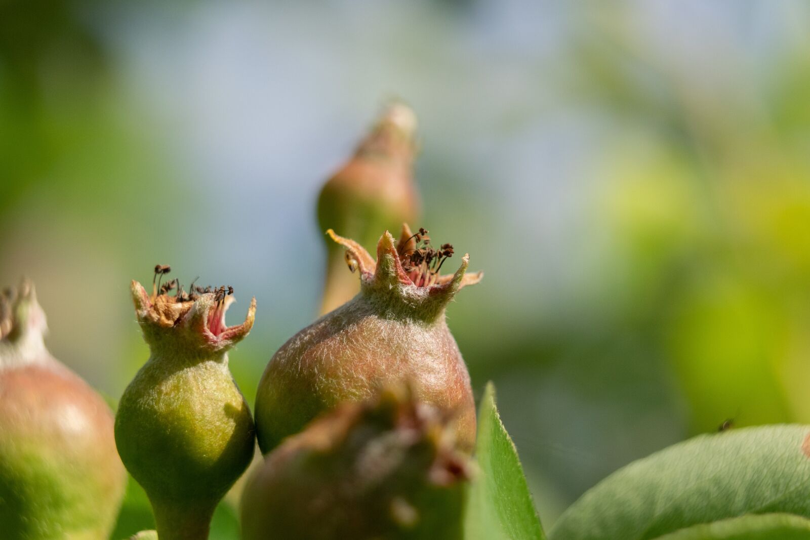 Nikon D3300 sample photo. Pear, fruit tree, green photography