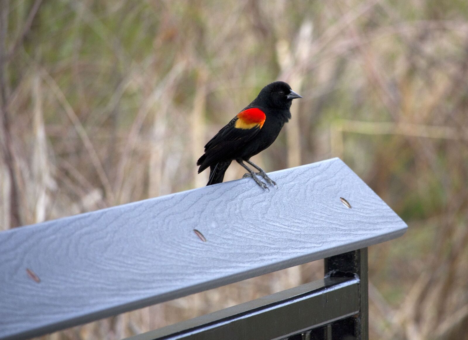 Canon EOS 550D (EOS Rebel T2i / EOS Kiss X4) sample photo. Redwing, blackbird, fence photography