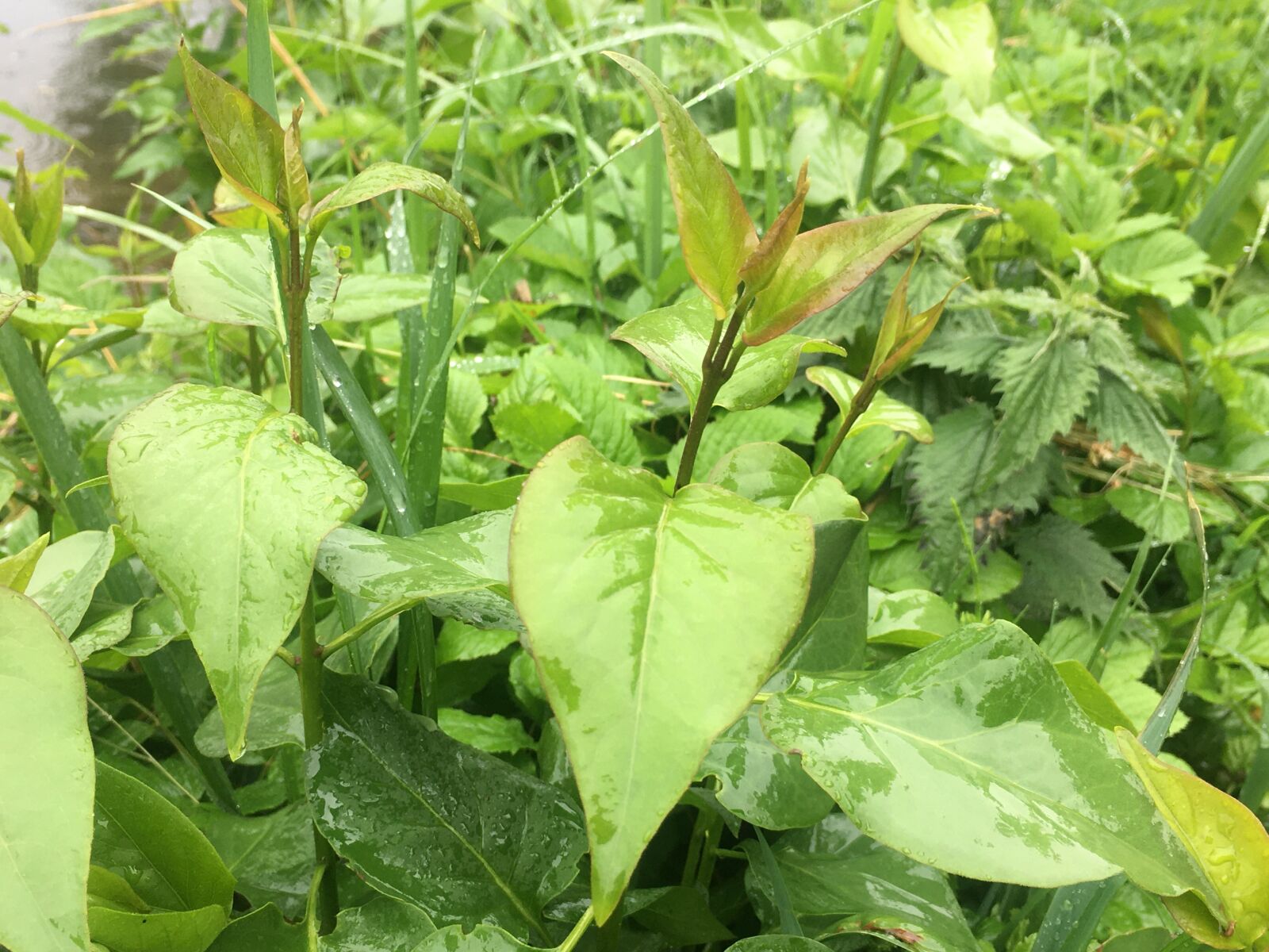 iPhone 6s Plus back camera 4.15mm f/2.2 sample photo. Plant, knotweed, flowers photography