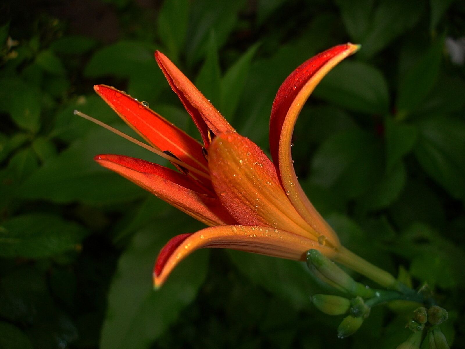 Sony DSC-P200 sample photo. Lily, flower, garden photography