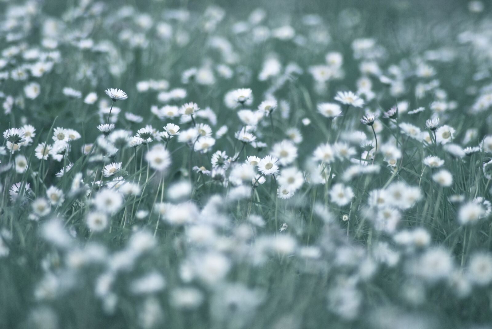 Sony Alpha DSLR-A200 sample photo. Fields, daisies, garden photography
