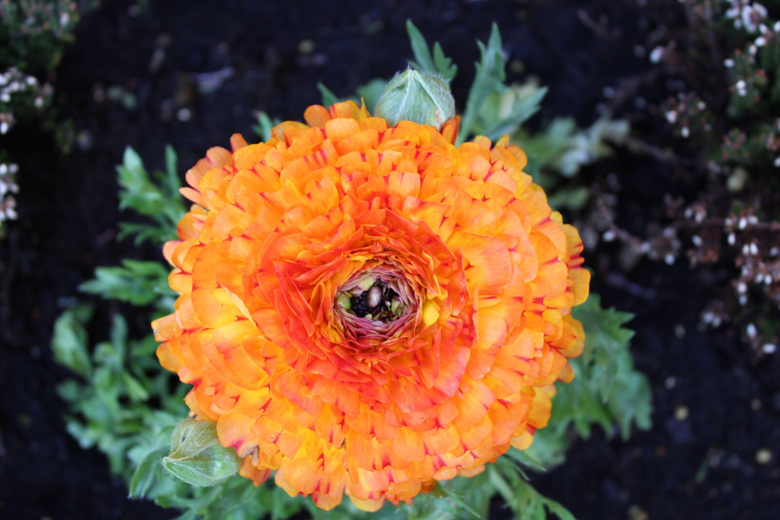 Canon EOS 1300D (EOS Rebel T6 / EOS Kiss X80) sample photo. Ranunculus, orange, flower photography