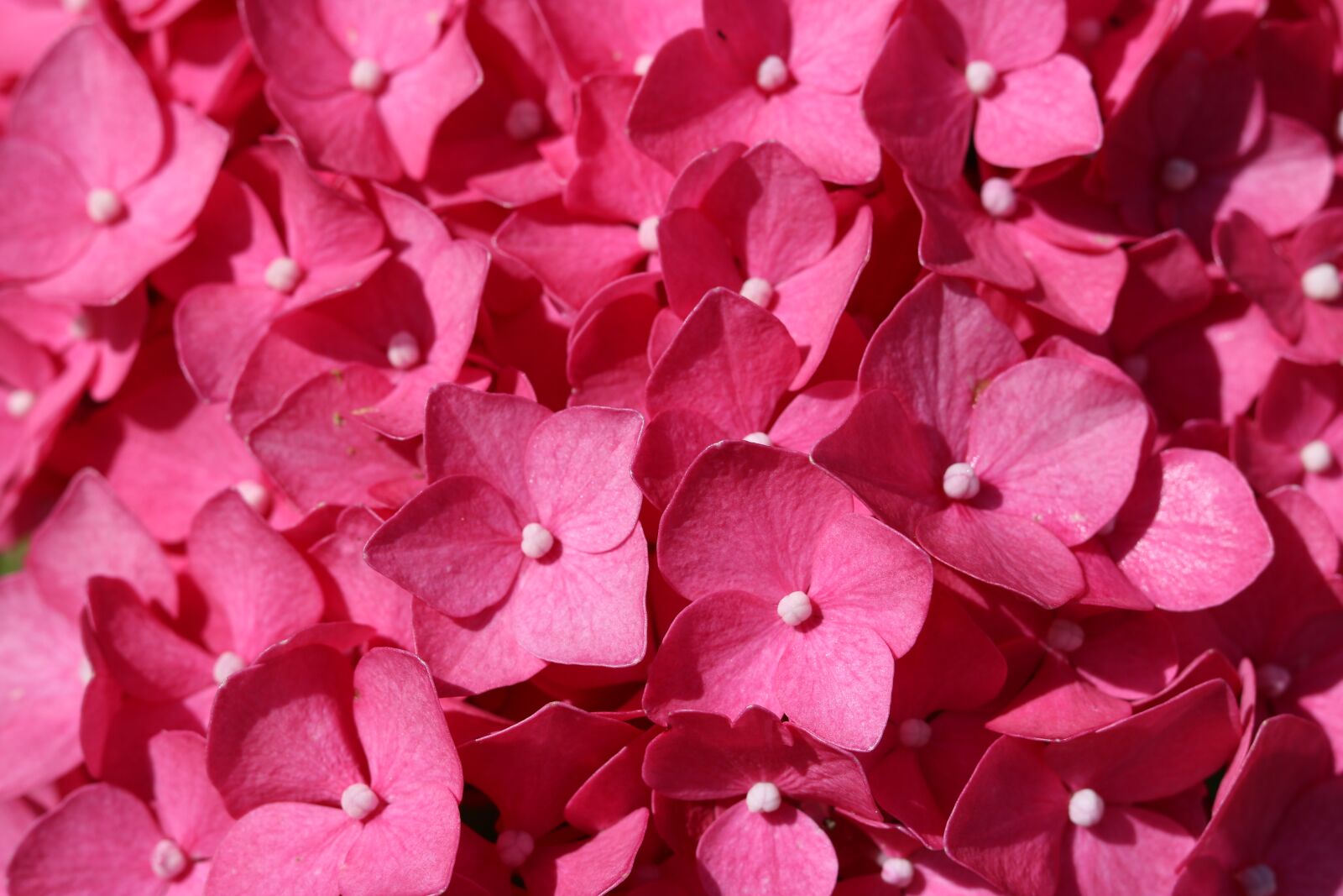 Canon EOS 750D (EOS Rebel T6i / EOS Kiss X8i) sample photo. Pink, flower, nature photography
