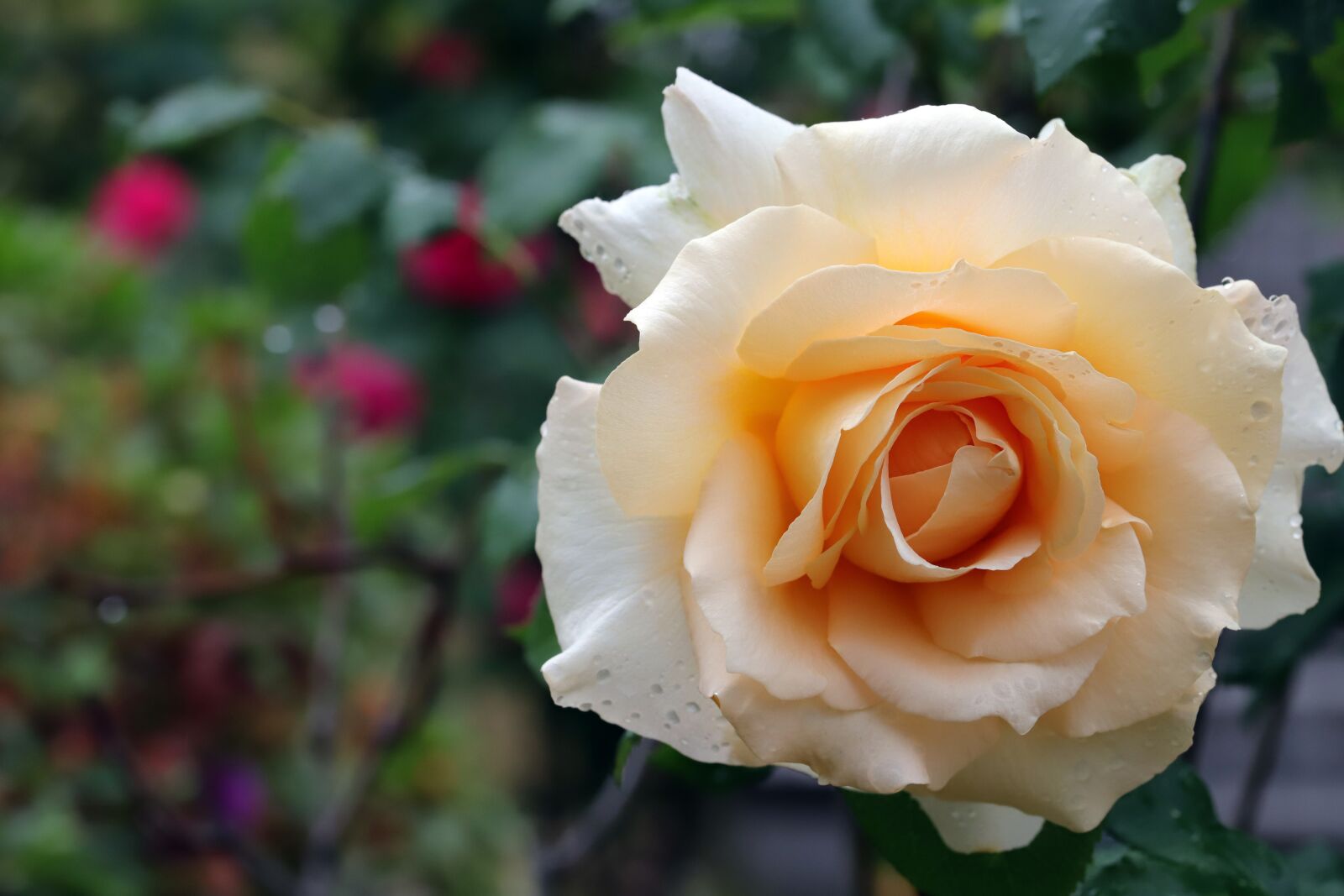 Canon EOS 6D Mark II sample photo. Rose, flowers, nature photography