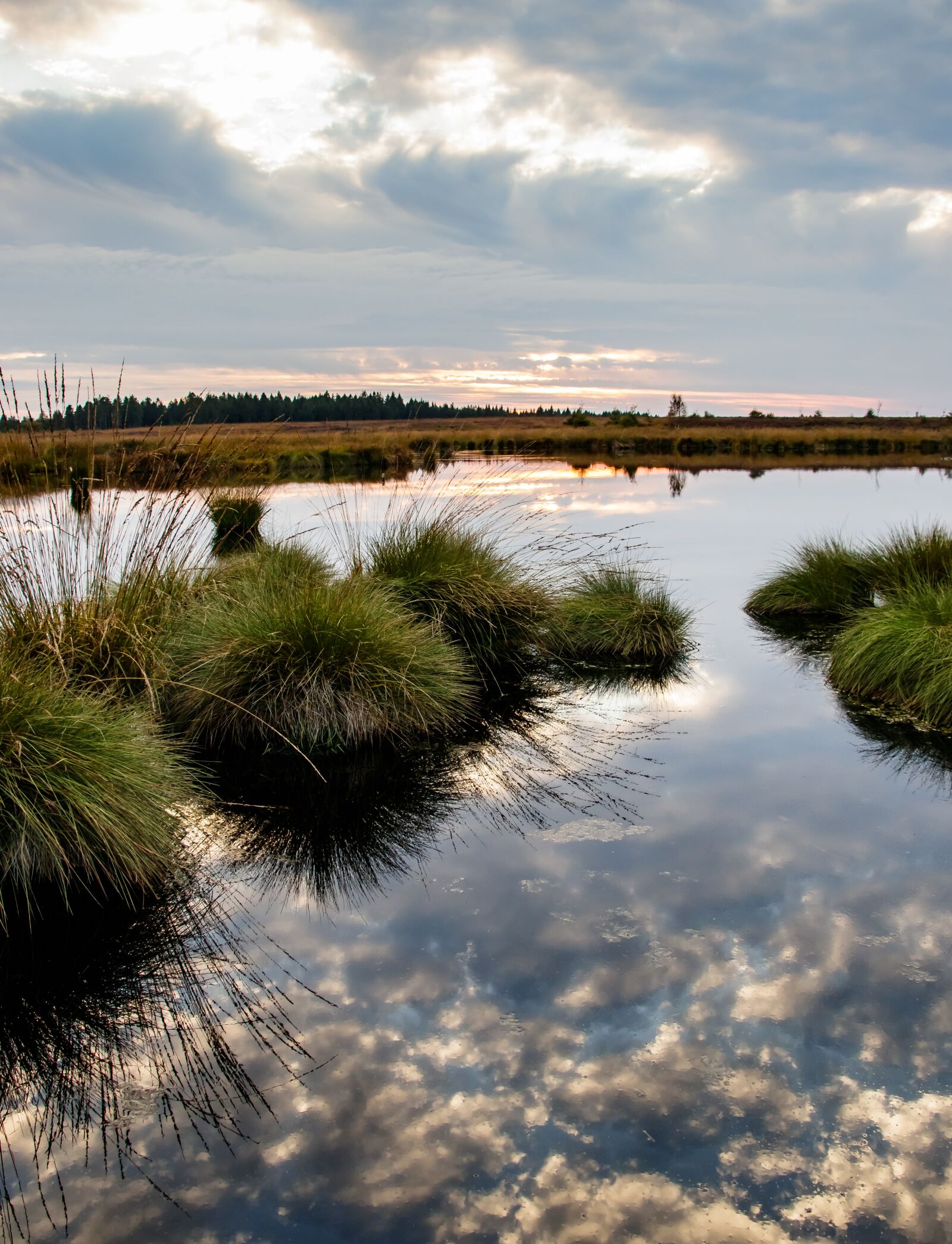 Canon EOS 80D sample photo. Moor, swamp, landscape photography