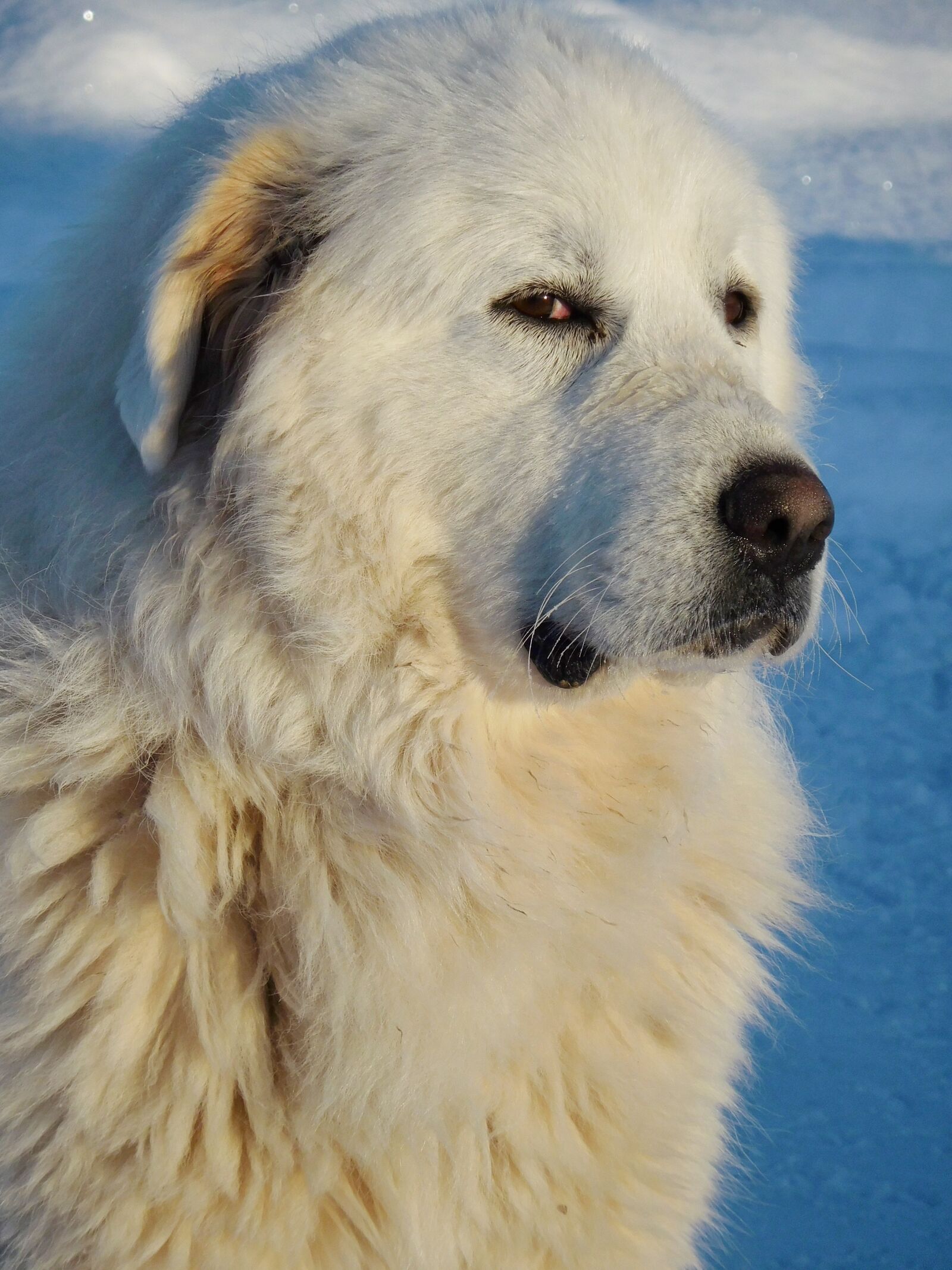 Nikon Coolpix S6900 sample photo. Great pyrenees, dog, white photography