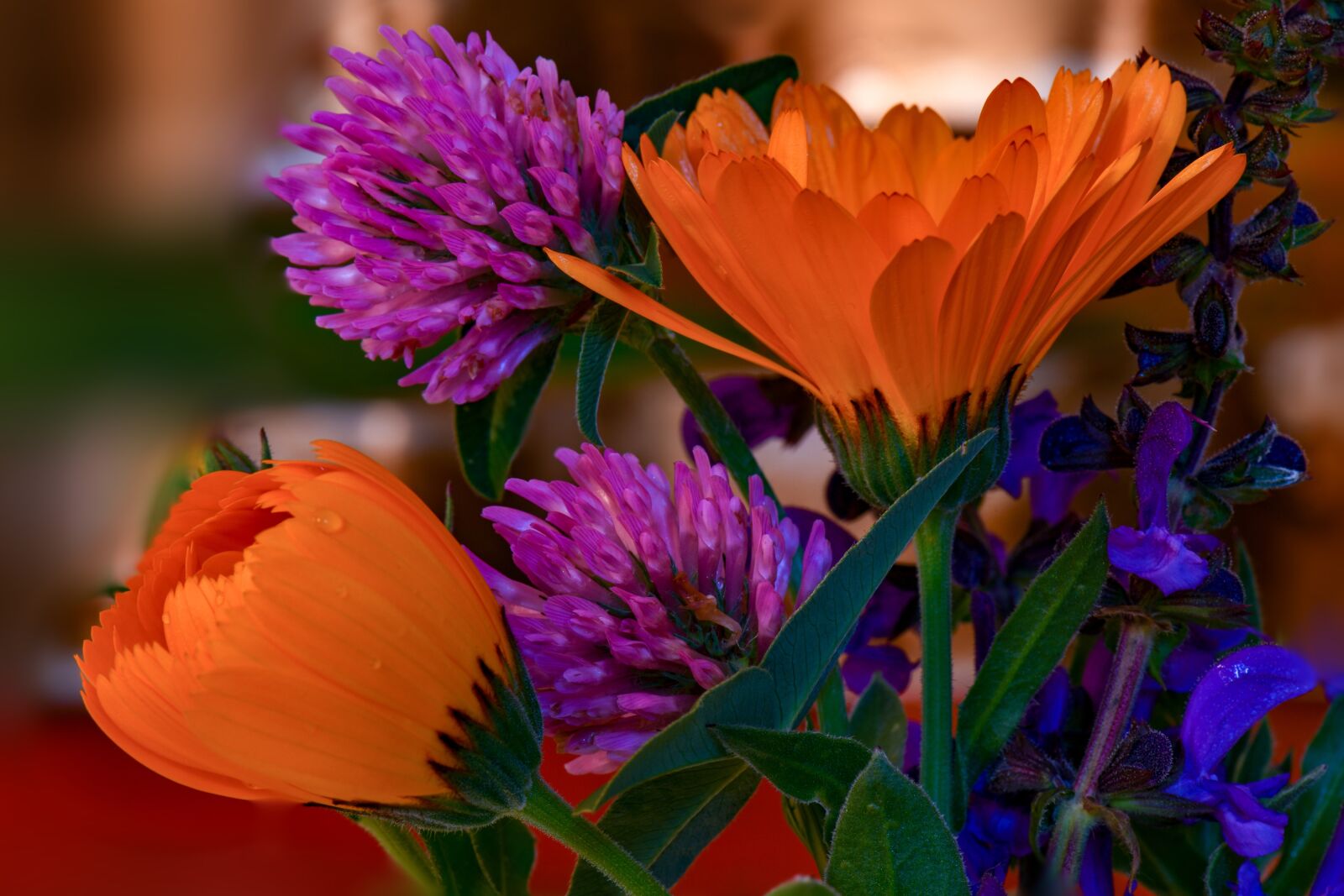 Nikon D850 sample photo. Flowers, daisies, garden photography