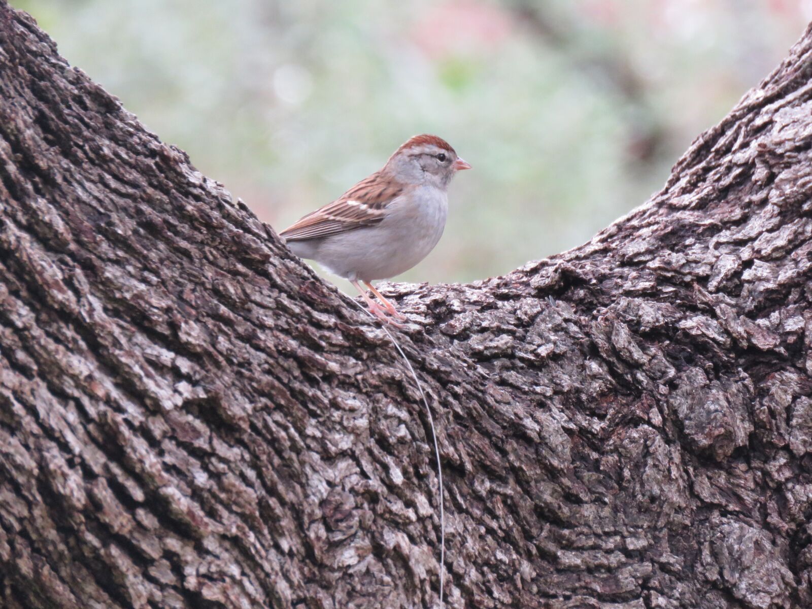 Canon PowerShot SX60 HS sample photo. Nature, wildlife, bird photography