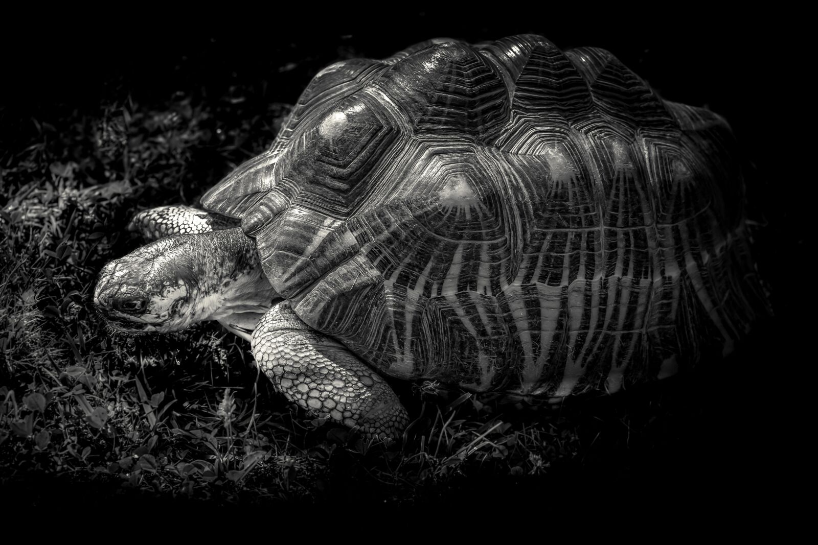 Pentax smc D-FA 100mm F2.8 Macro WR sample photo. Giant tortoise, gad, shell photography