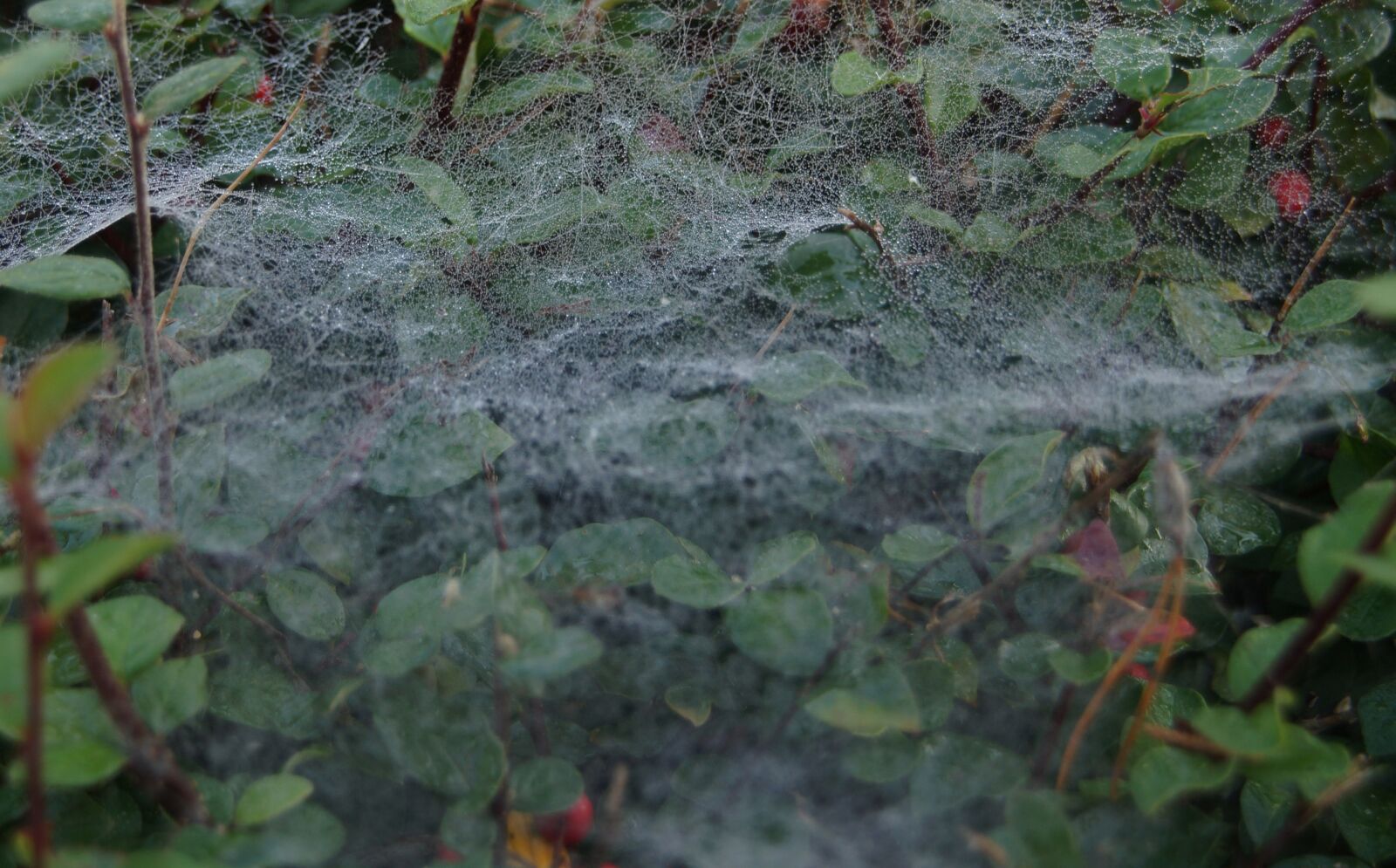 Sony SLT-A57 sample photo. Cobweb, web, weave photography