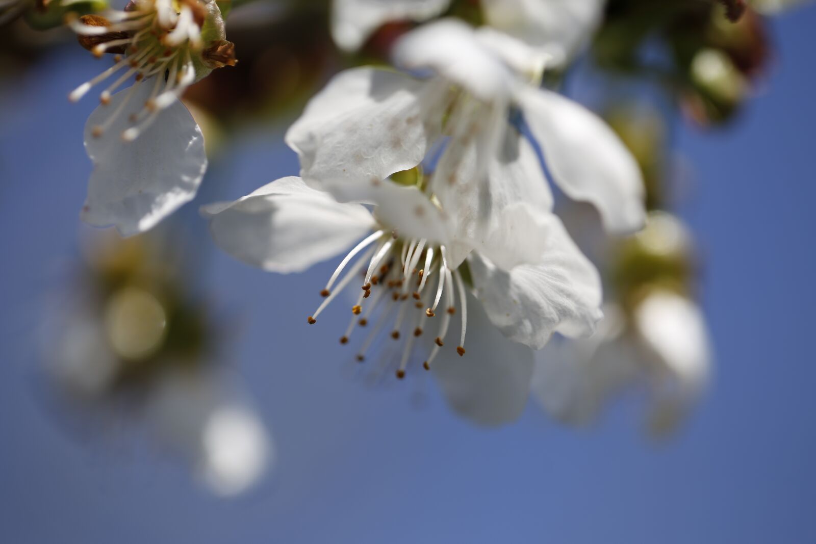 Canon EF 100mm F2.8L Macro IS USM sample photo. Cherry blossom, spring, cherry photography