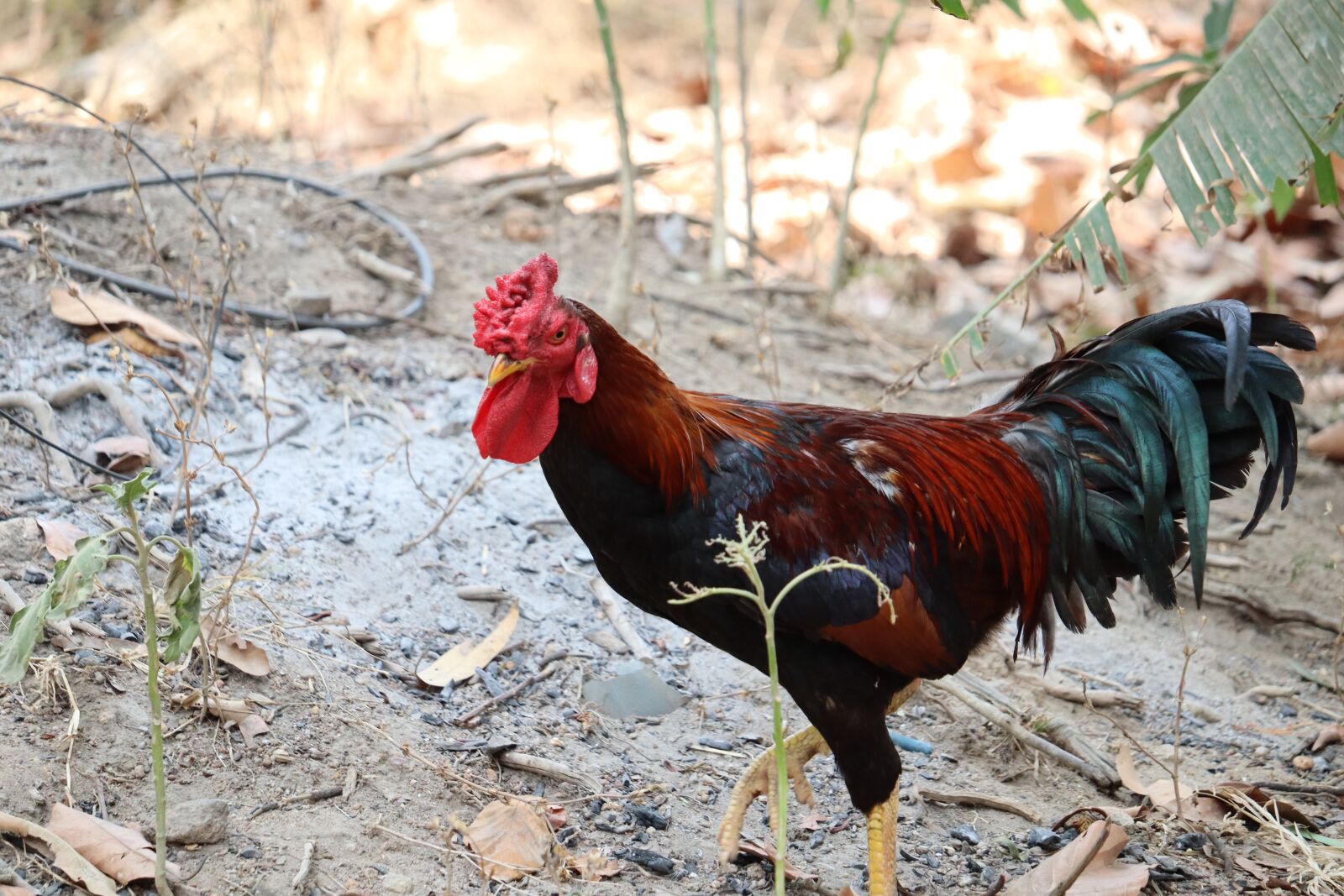 Canon EOS 250D (EOS Rebel SL3 / EOS Kiss X10 / EOS 200D II) sample photo. Beautiful, male, hen photography
