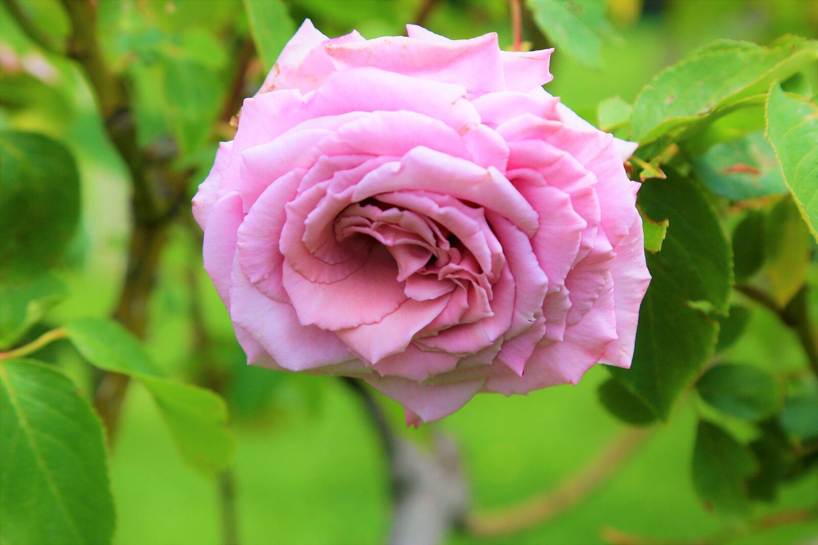 Canon EOS 5D Mark III sample photo. Rose, spring, nature photography