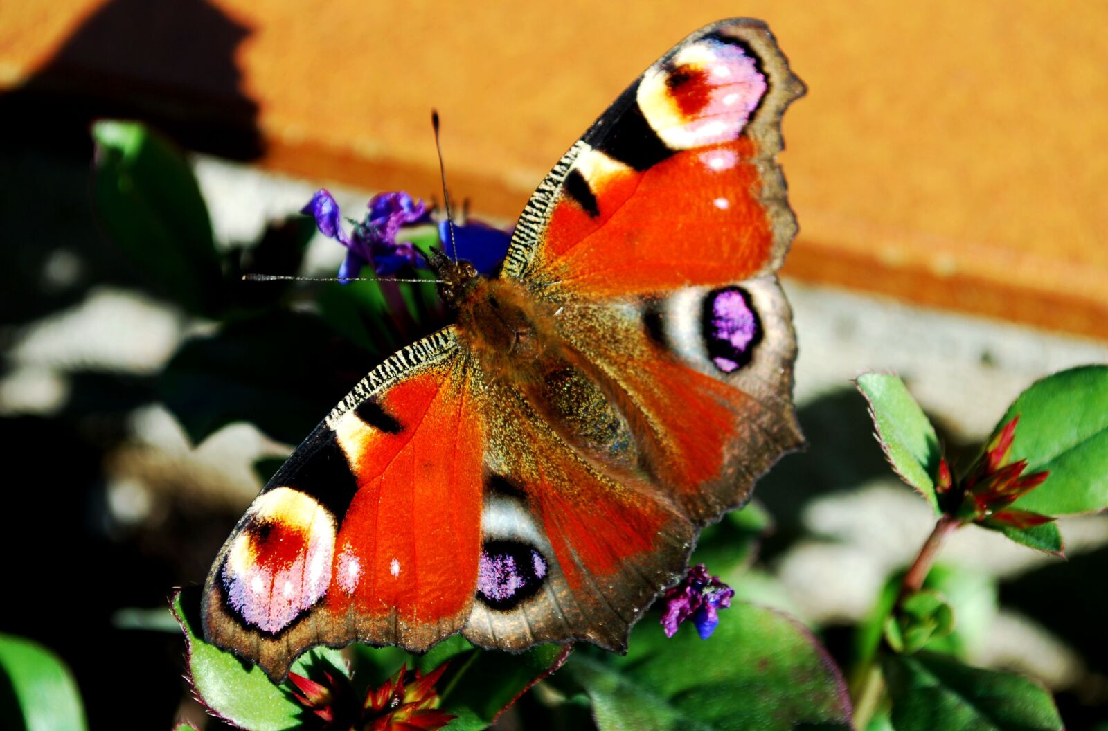 Nikon D80 sample photo. Peacock, butterfly, sun photography